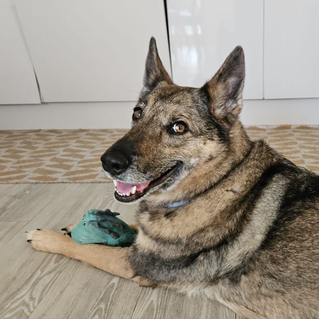 Tortilla