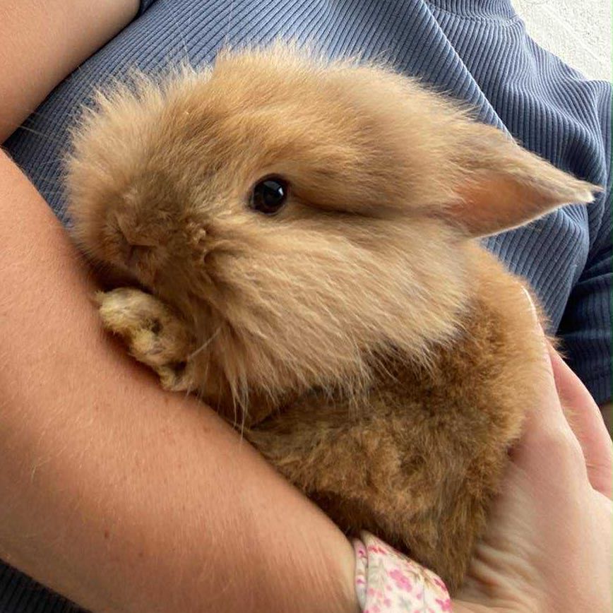 pluisje