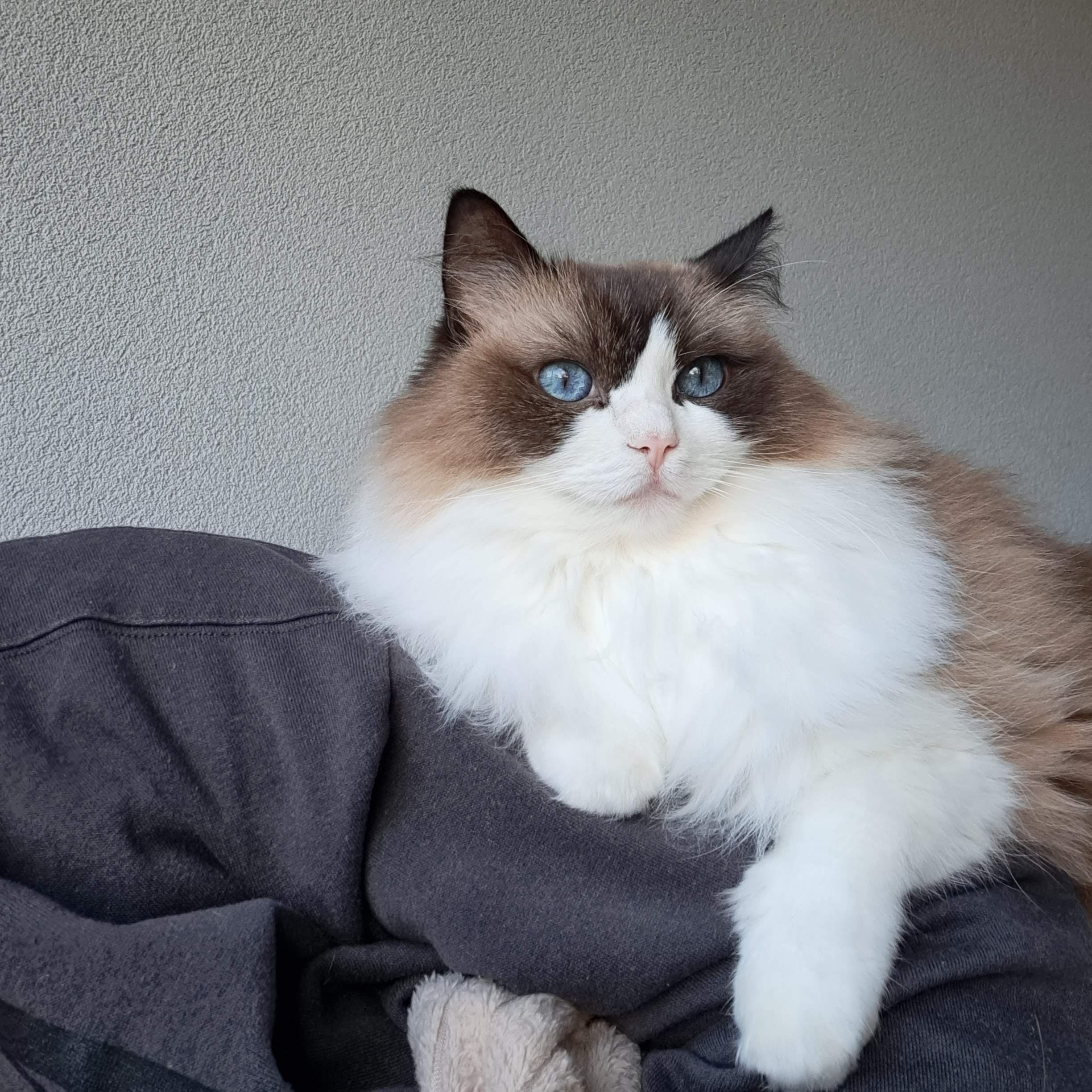 Phoebe