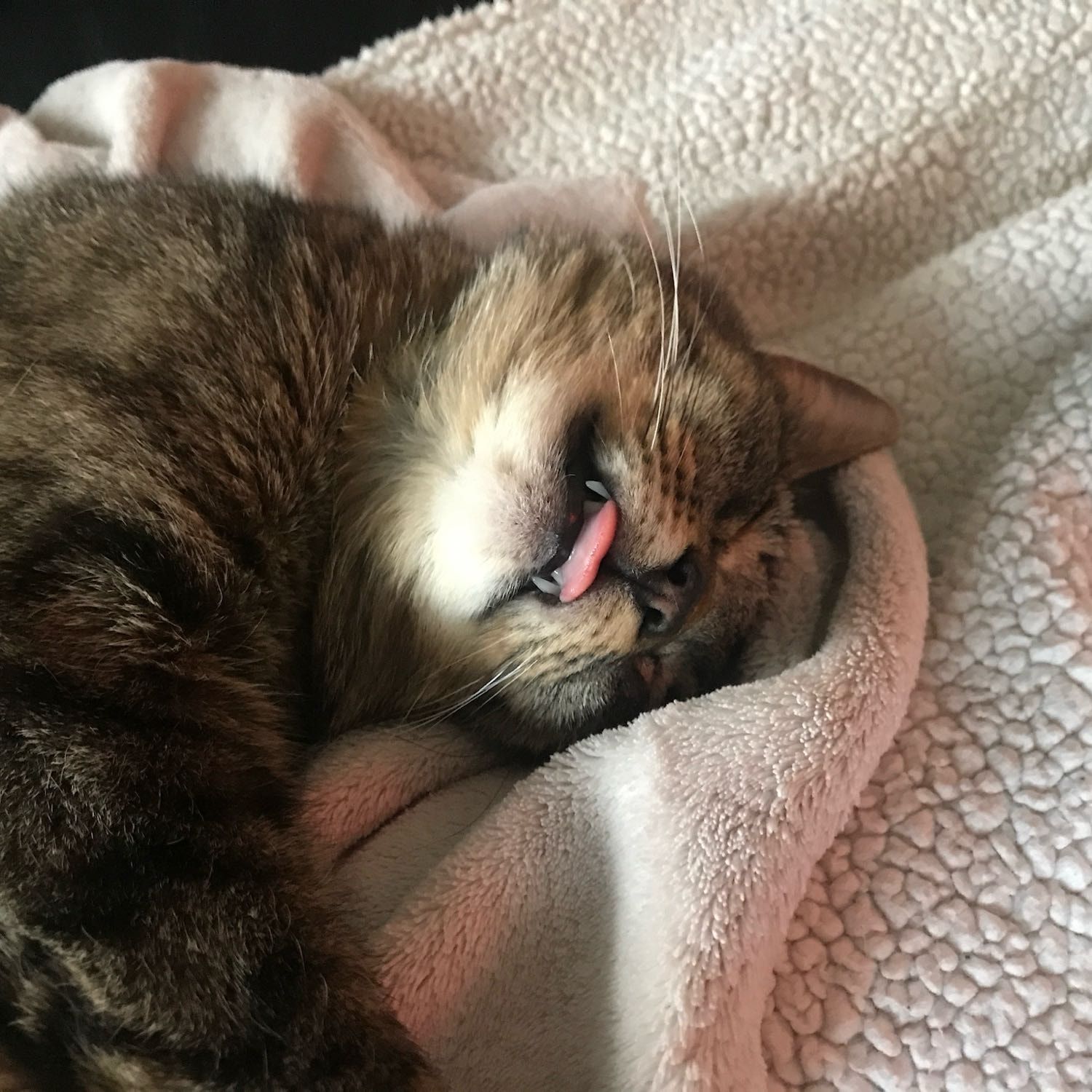 Lolita