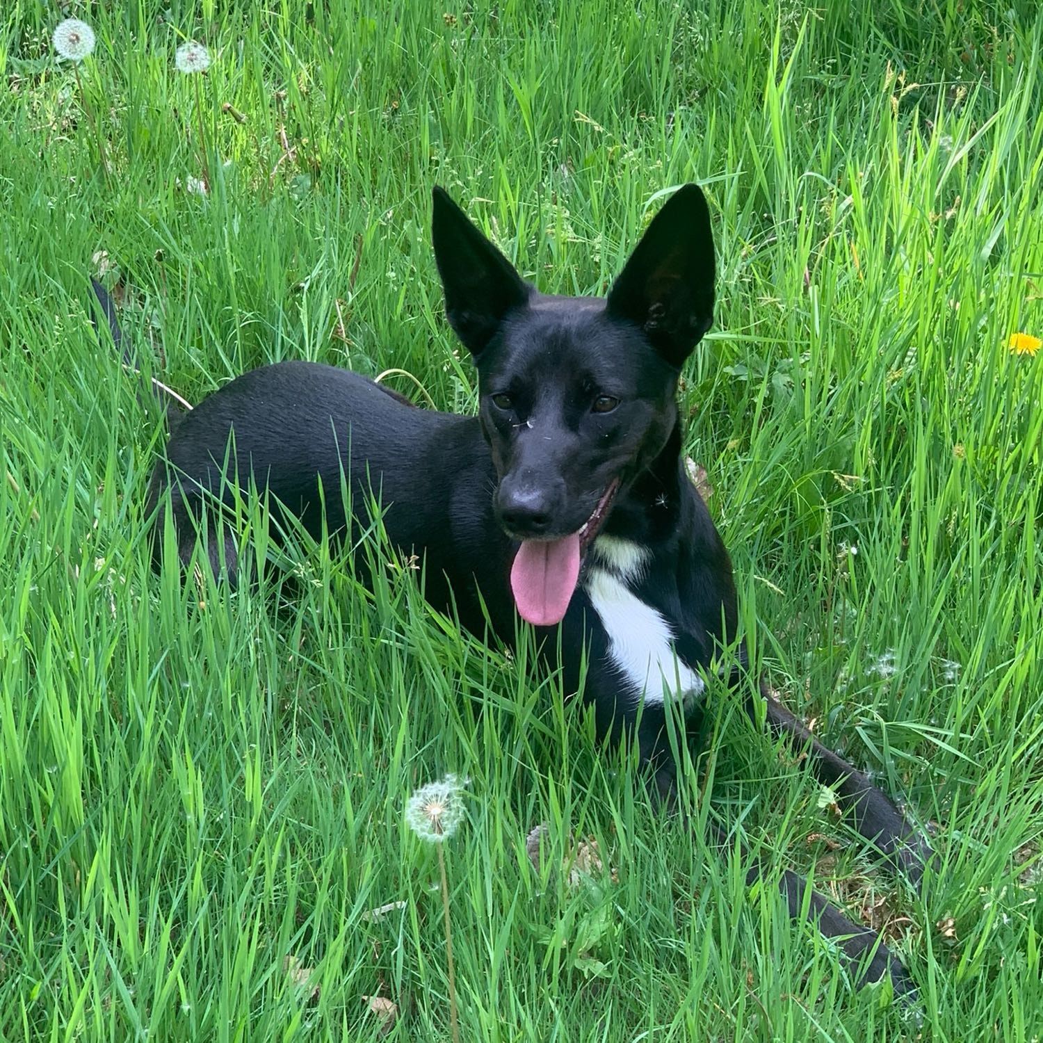 Lily