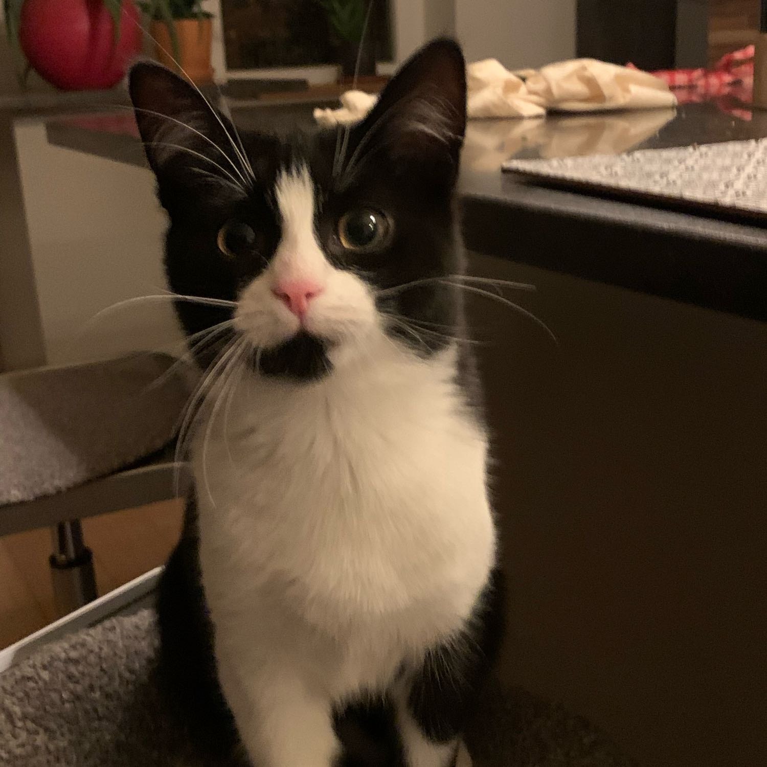 Lou