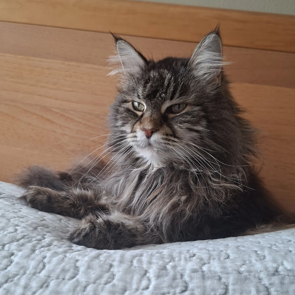 Nala