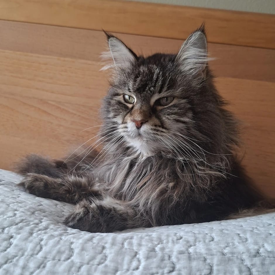 Nala