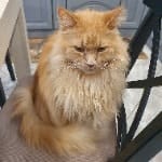 Victor