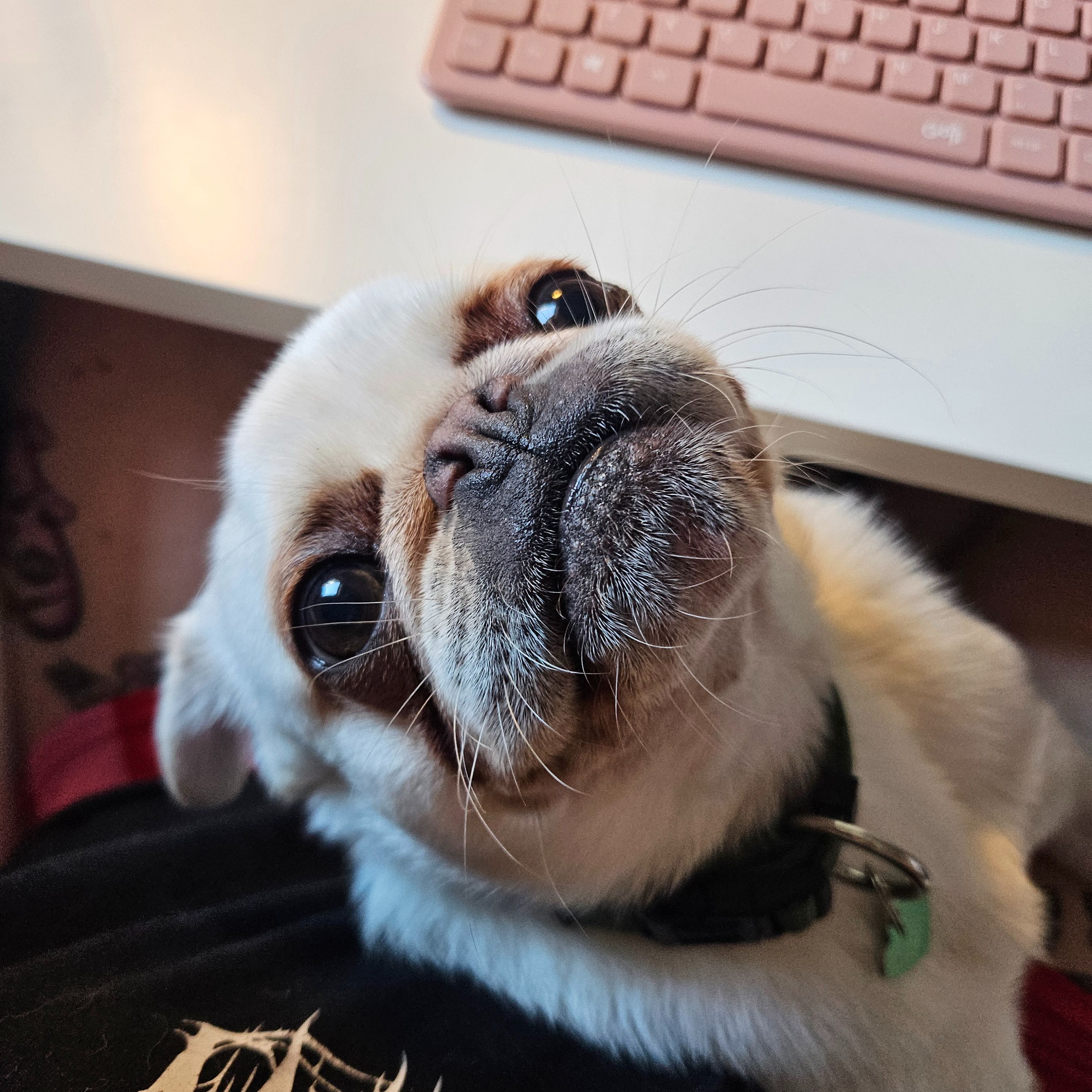 Teddy