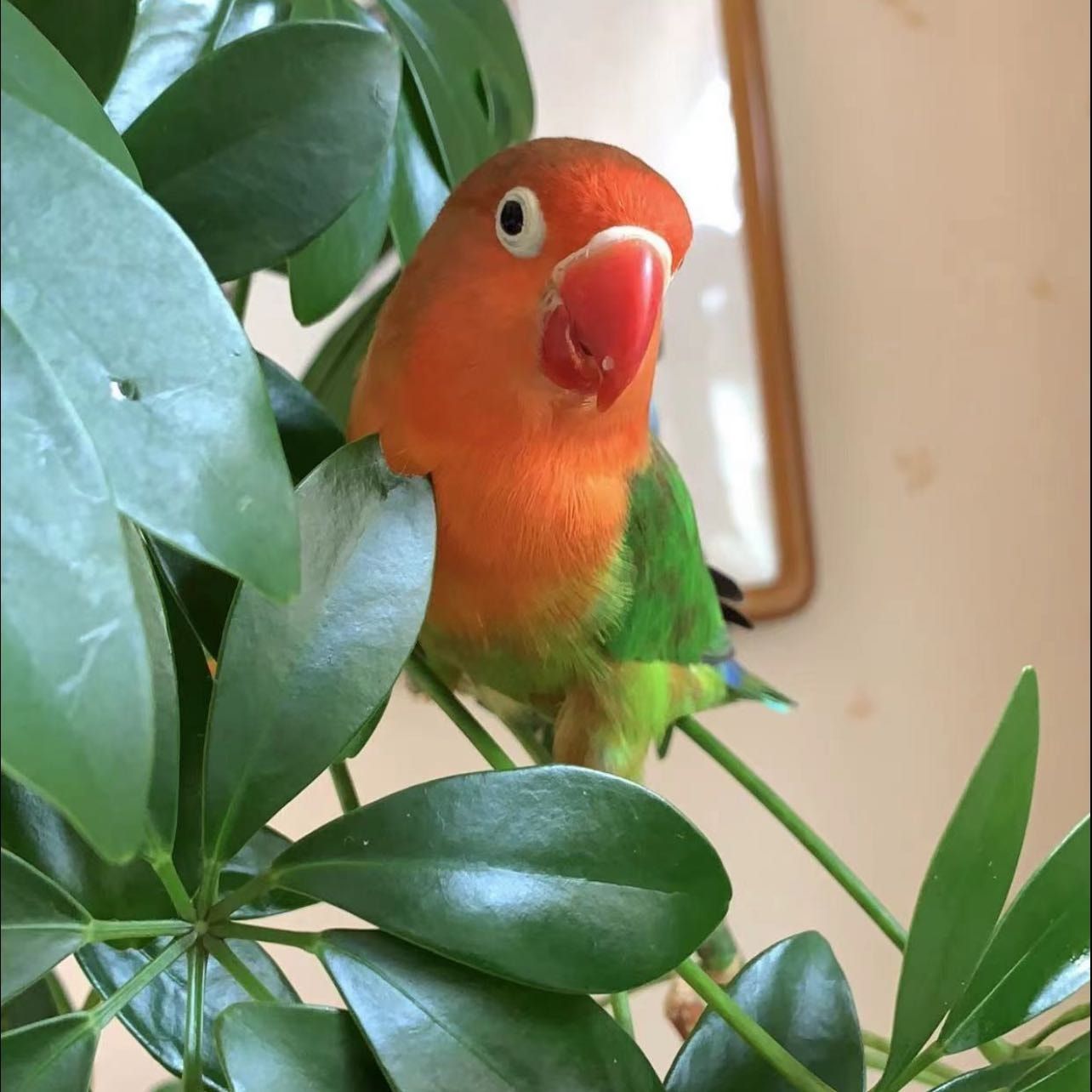 little seven