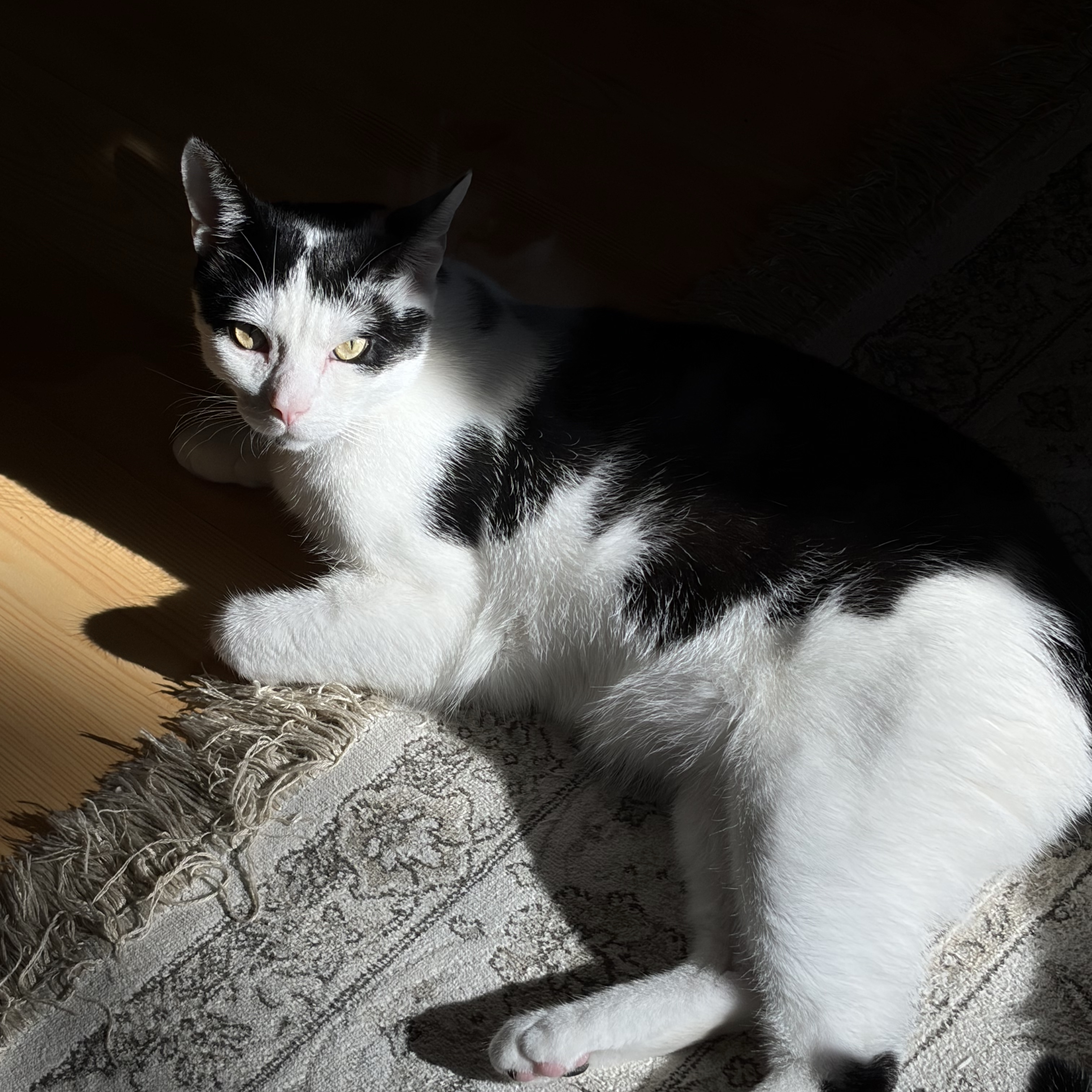 Taavi