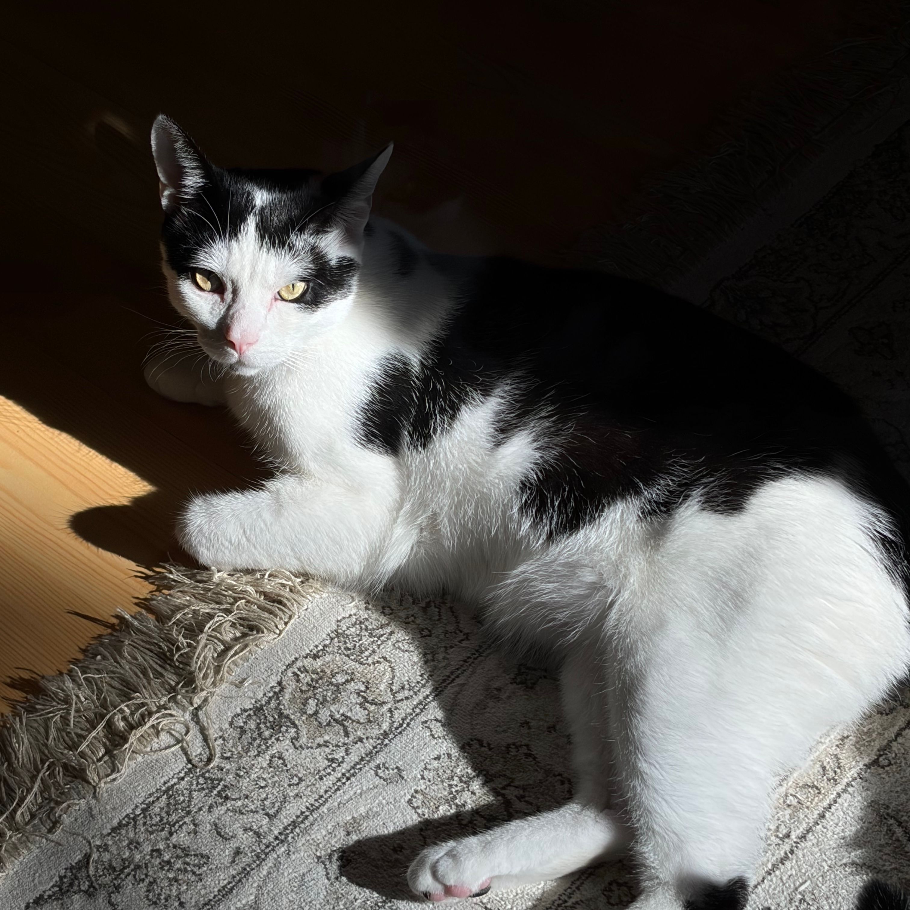 Taavi