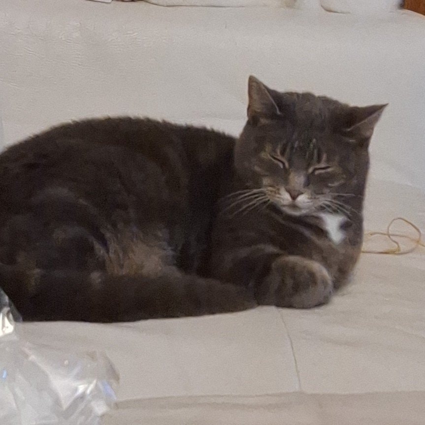 Kitty 
