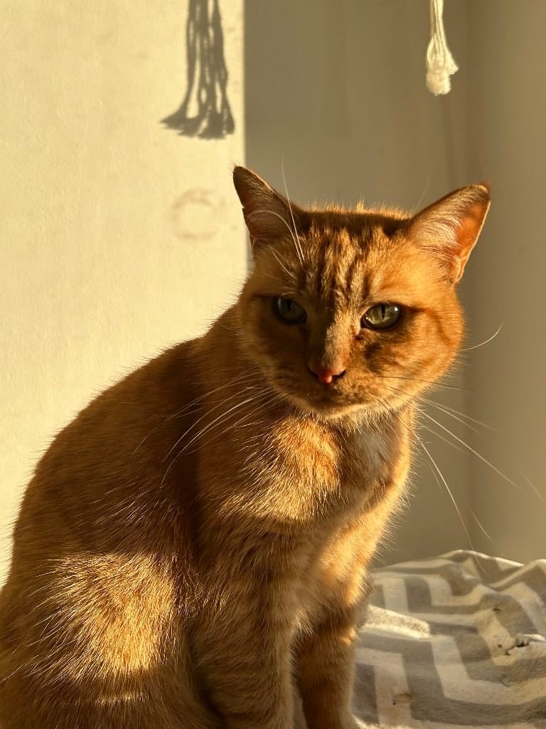 Marcel