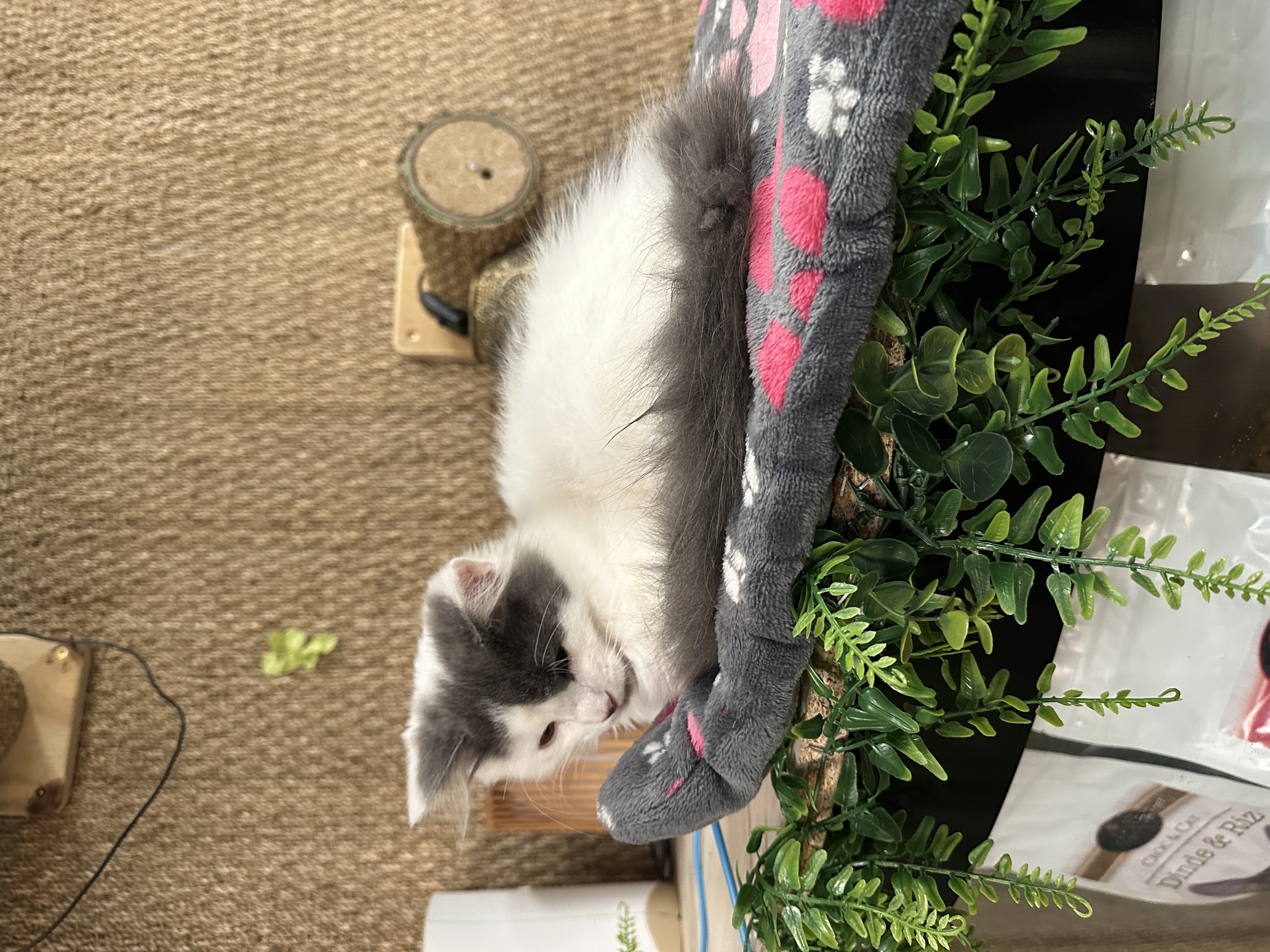 image-8