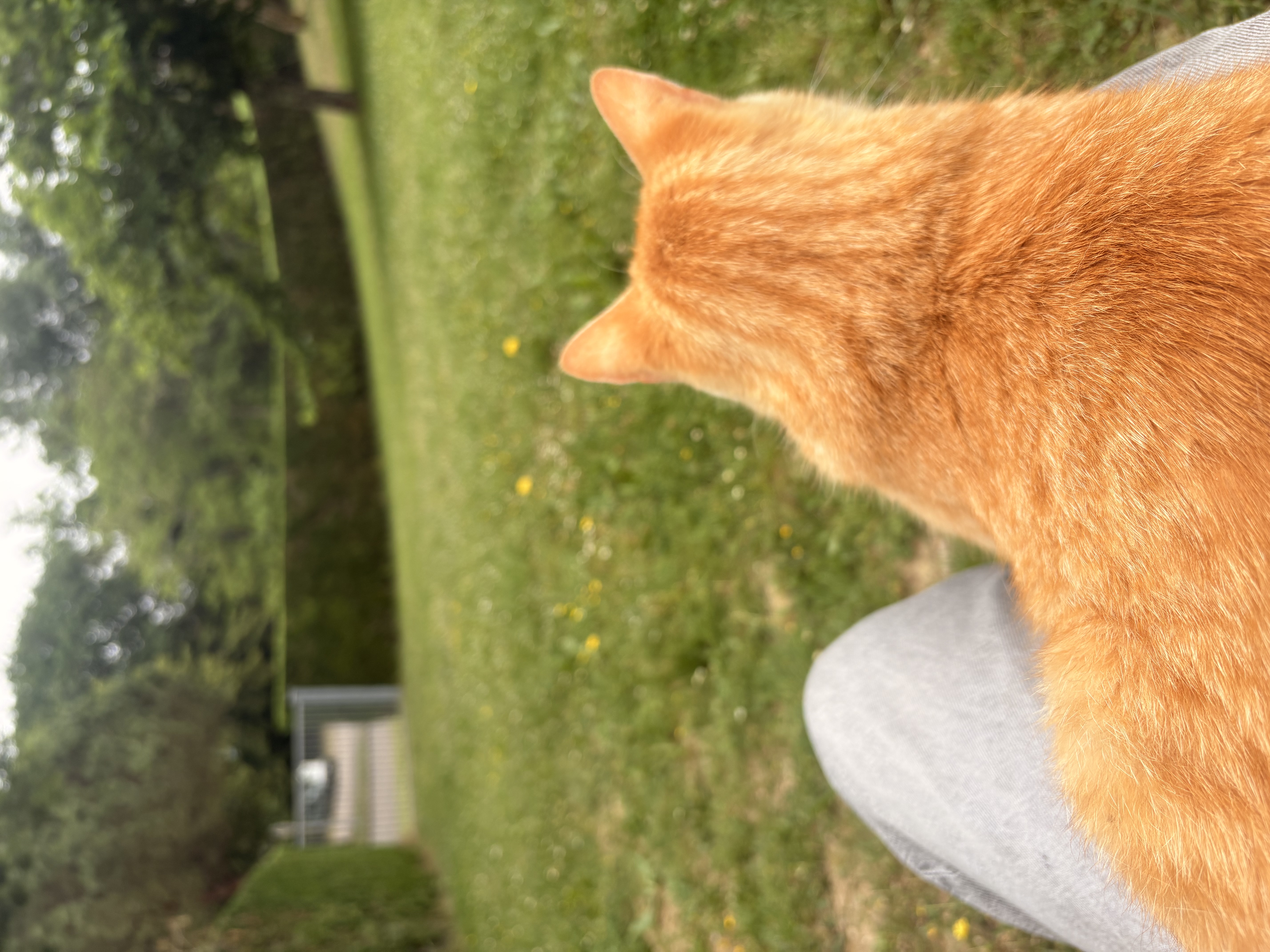 image-7