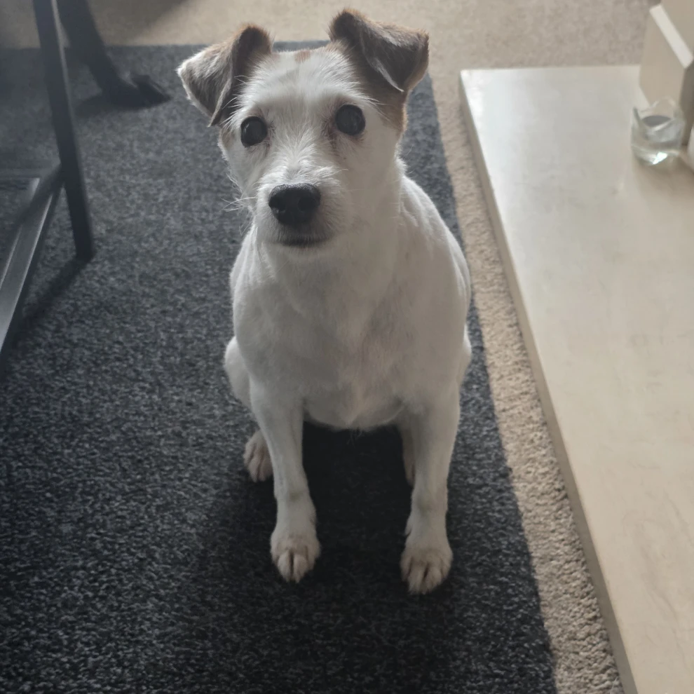 Bella 