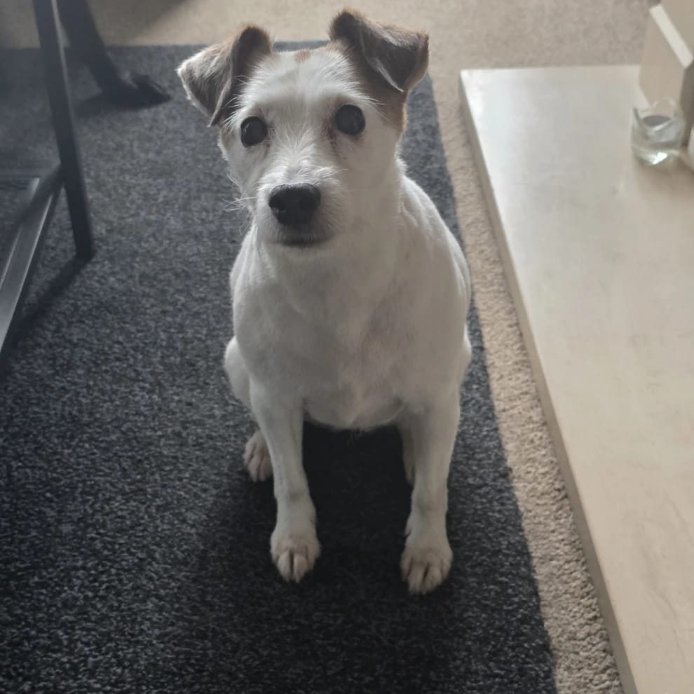 Bella