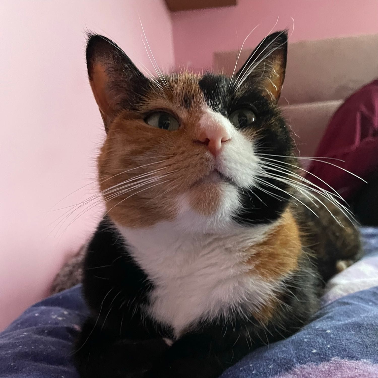 smudge