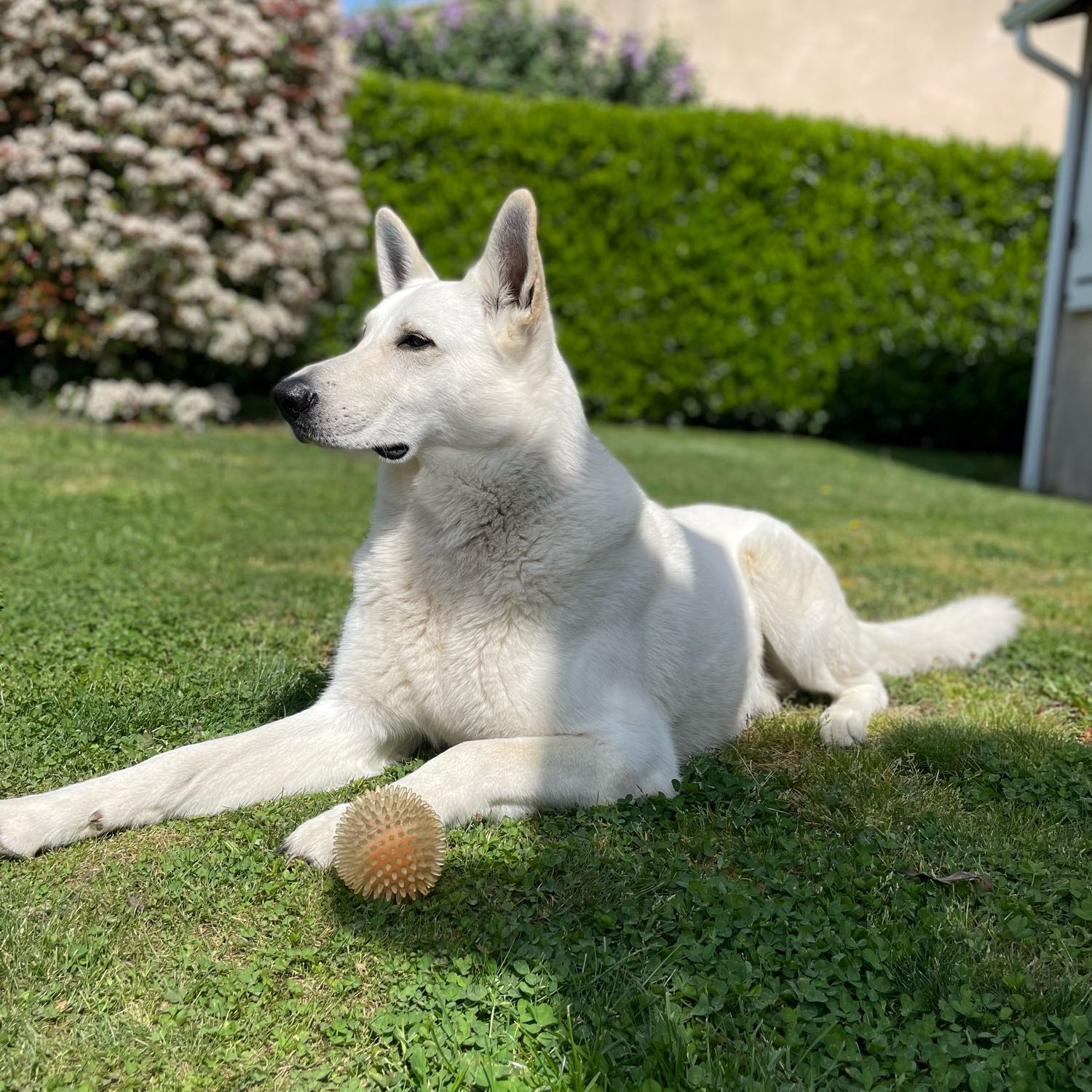 Naïko