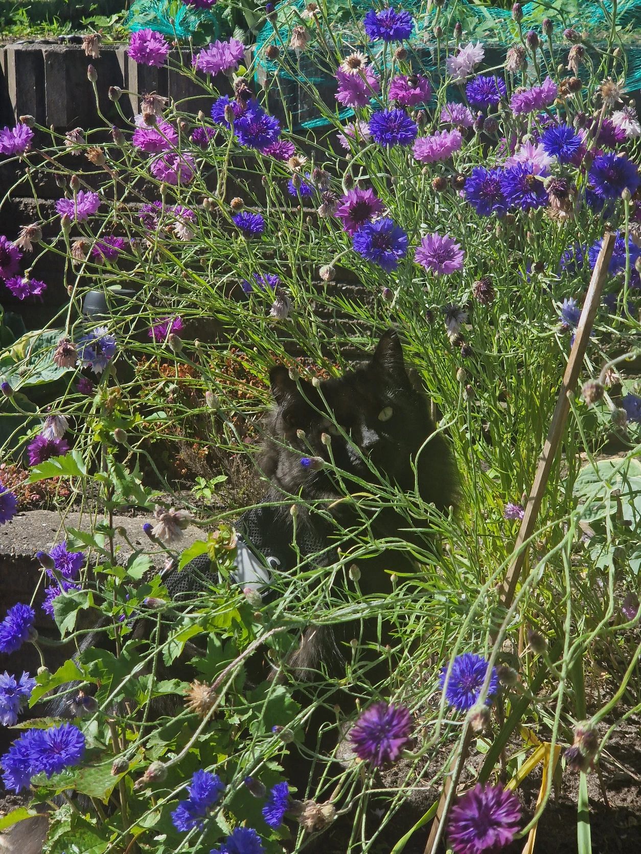 image-7