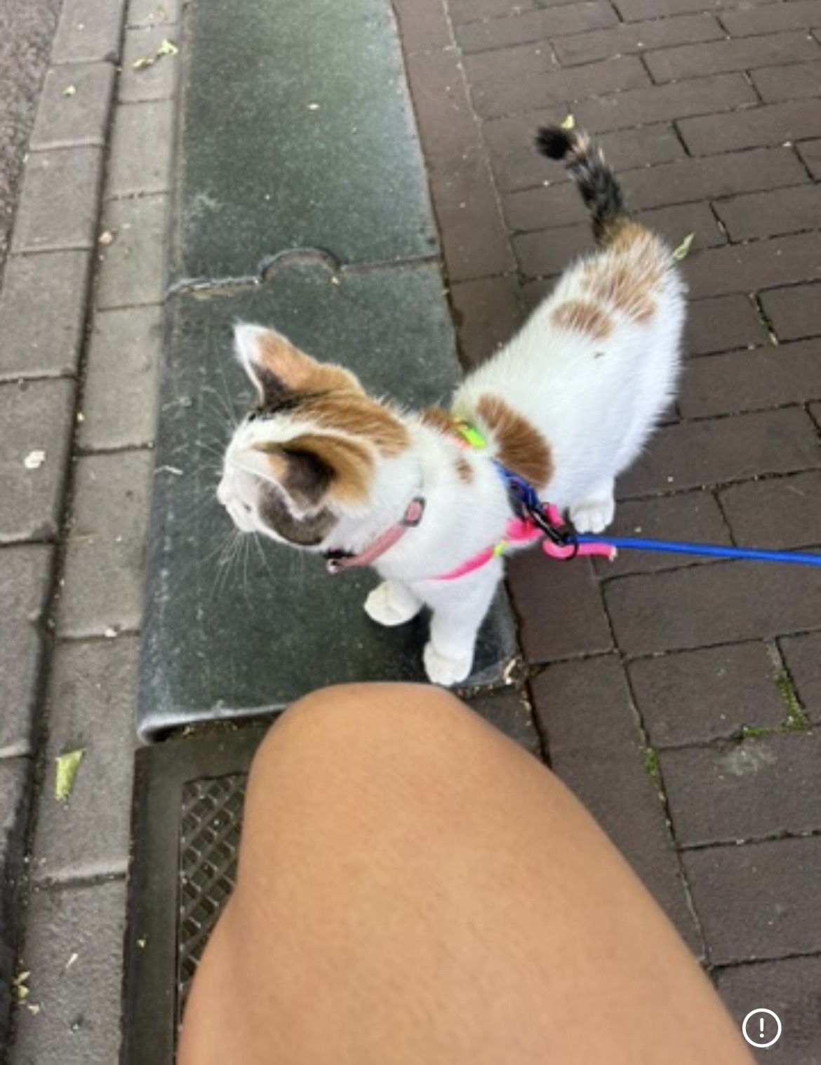 image-7