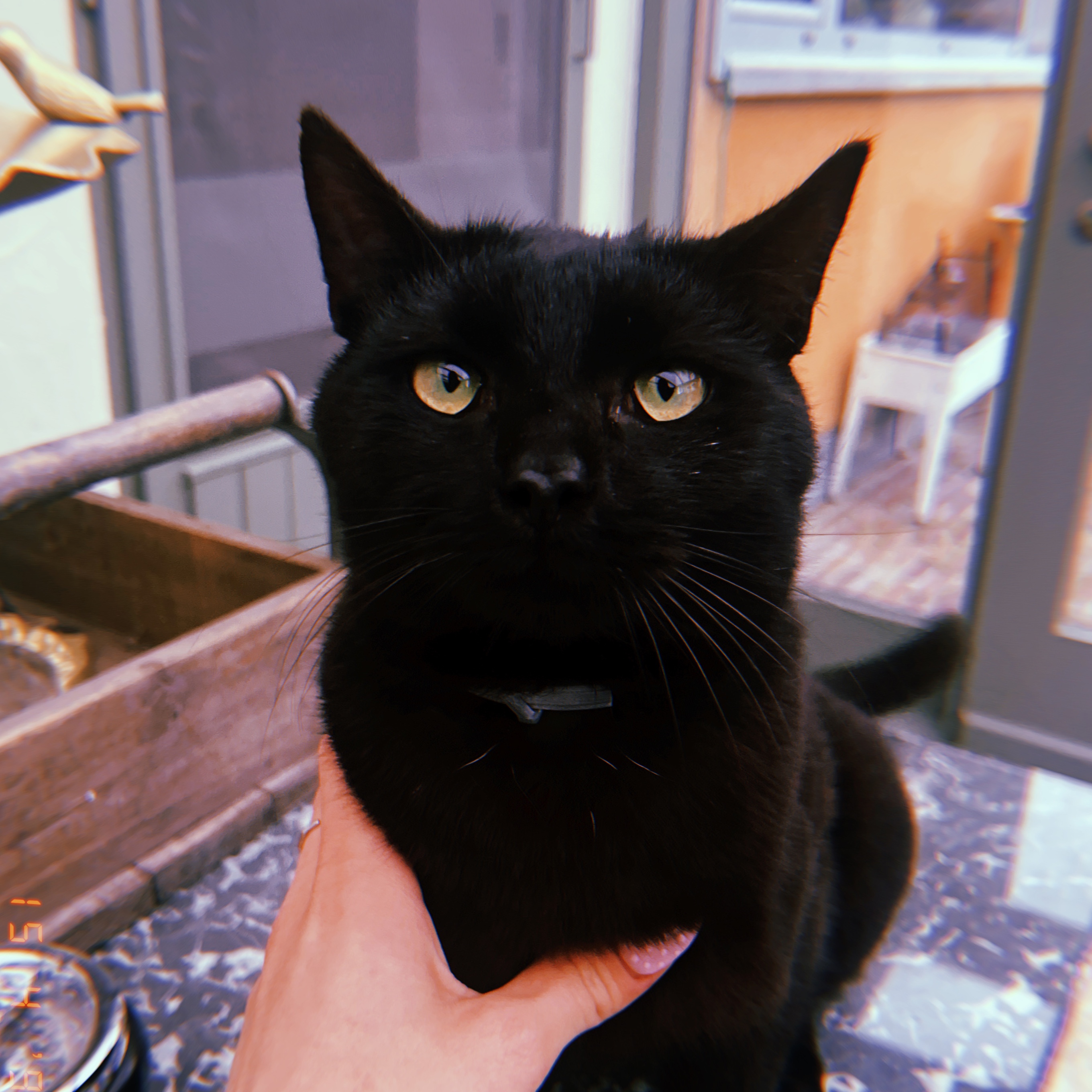 Felix