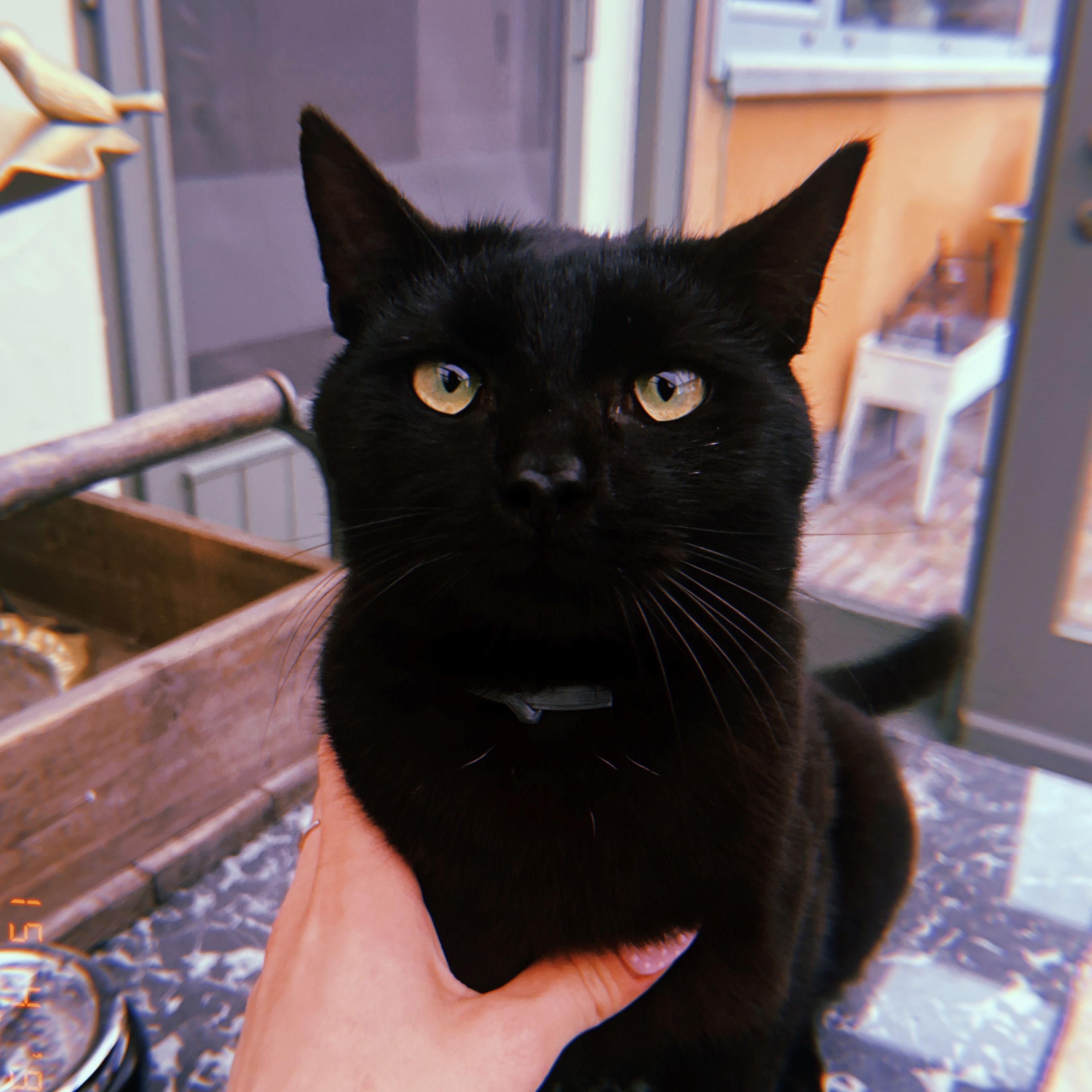 Felix