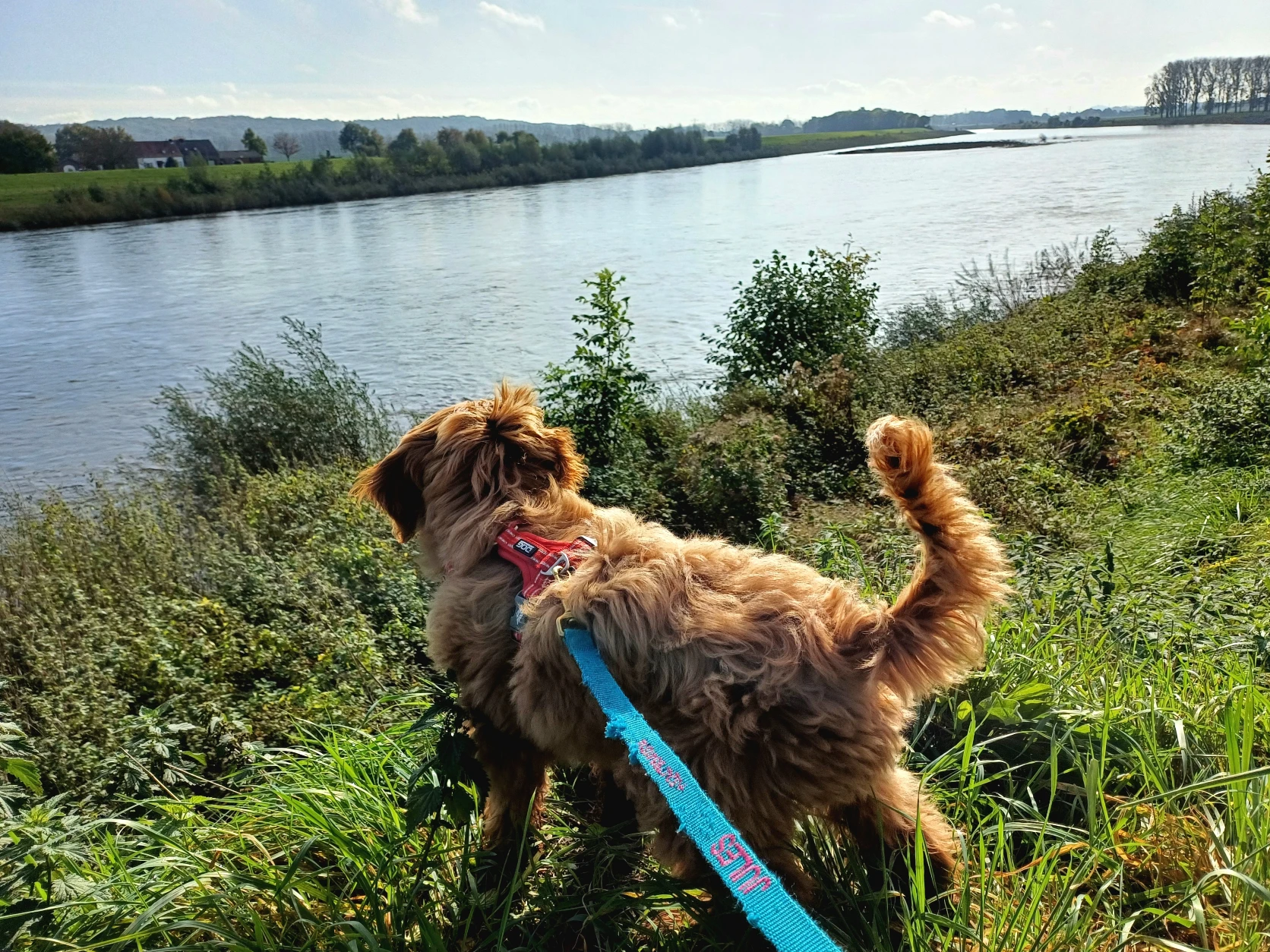 image-0