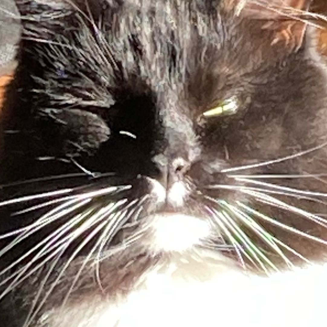 Blakkie