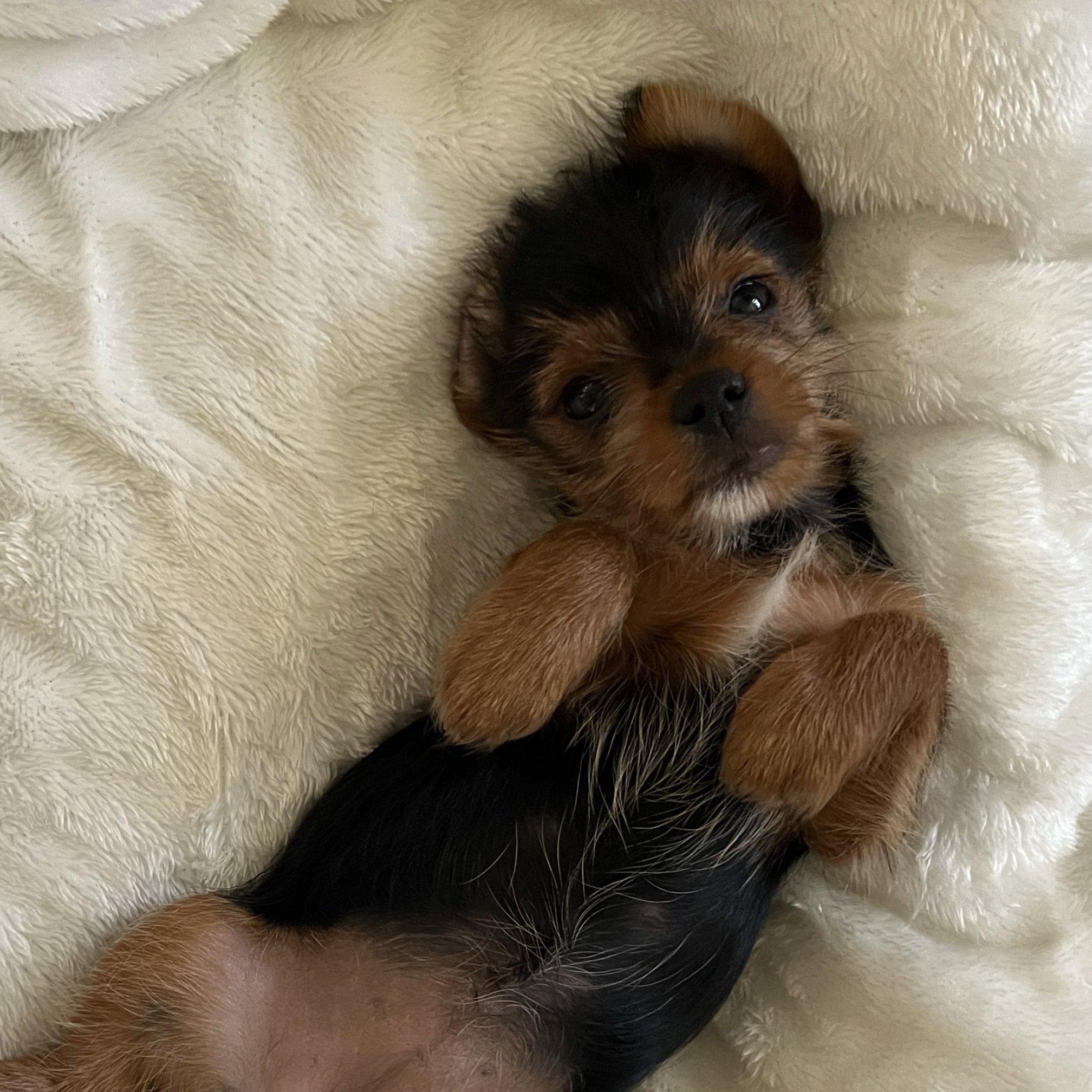 Daisy