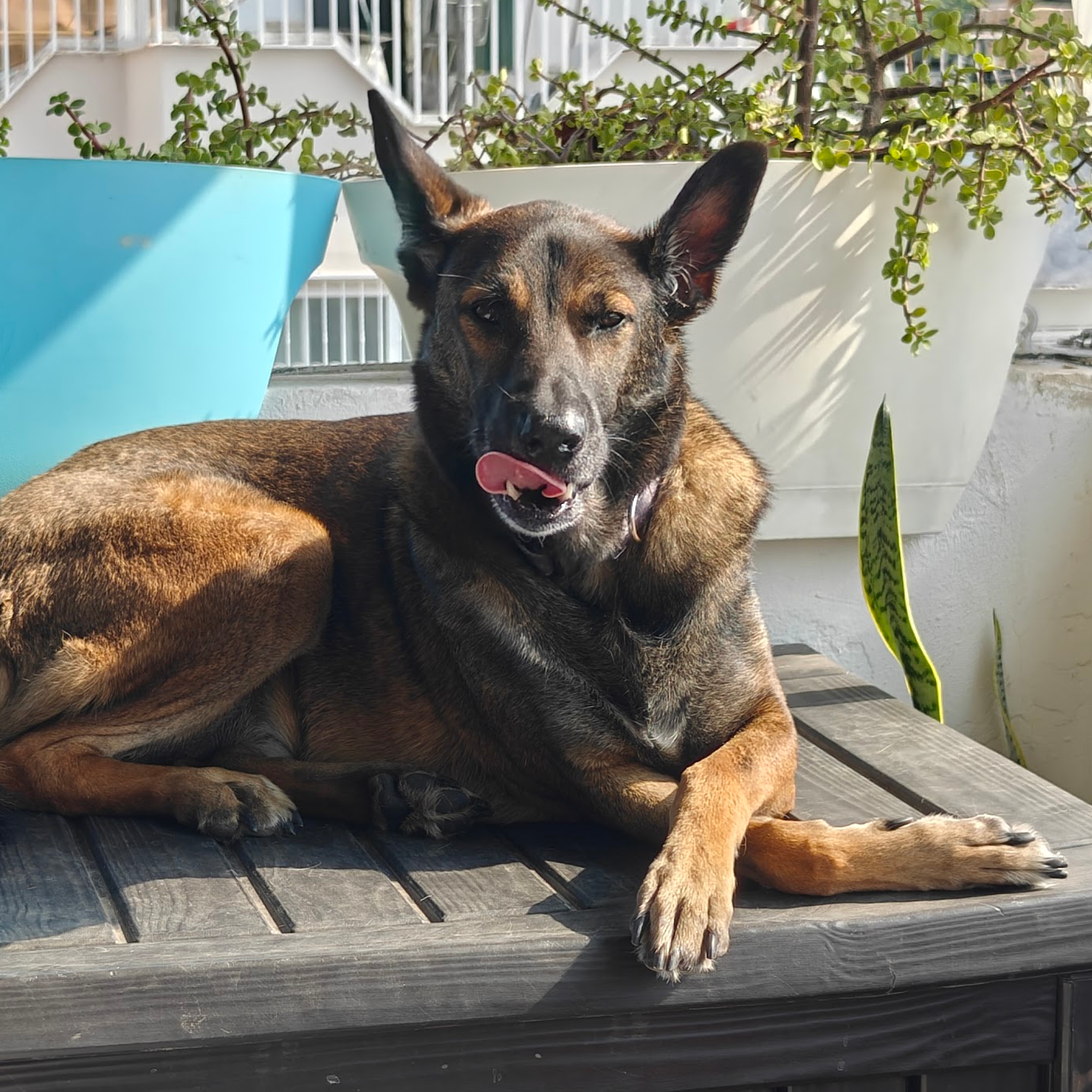 Balu