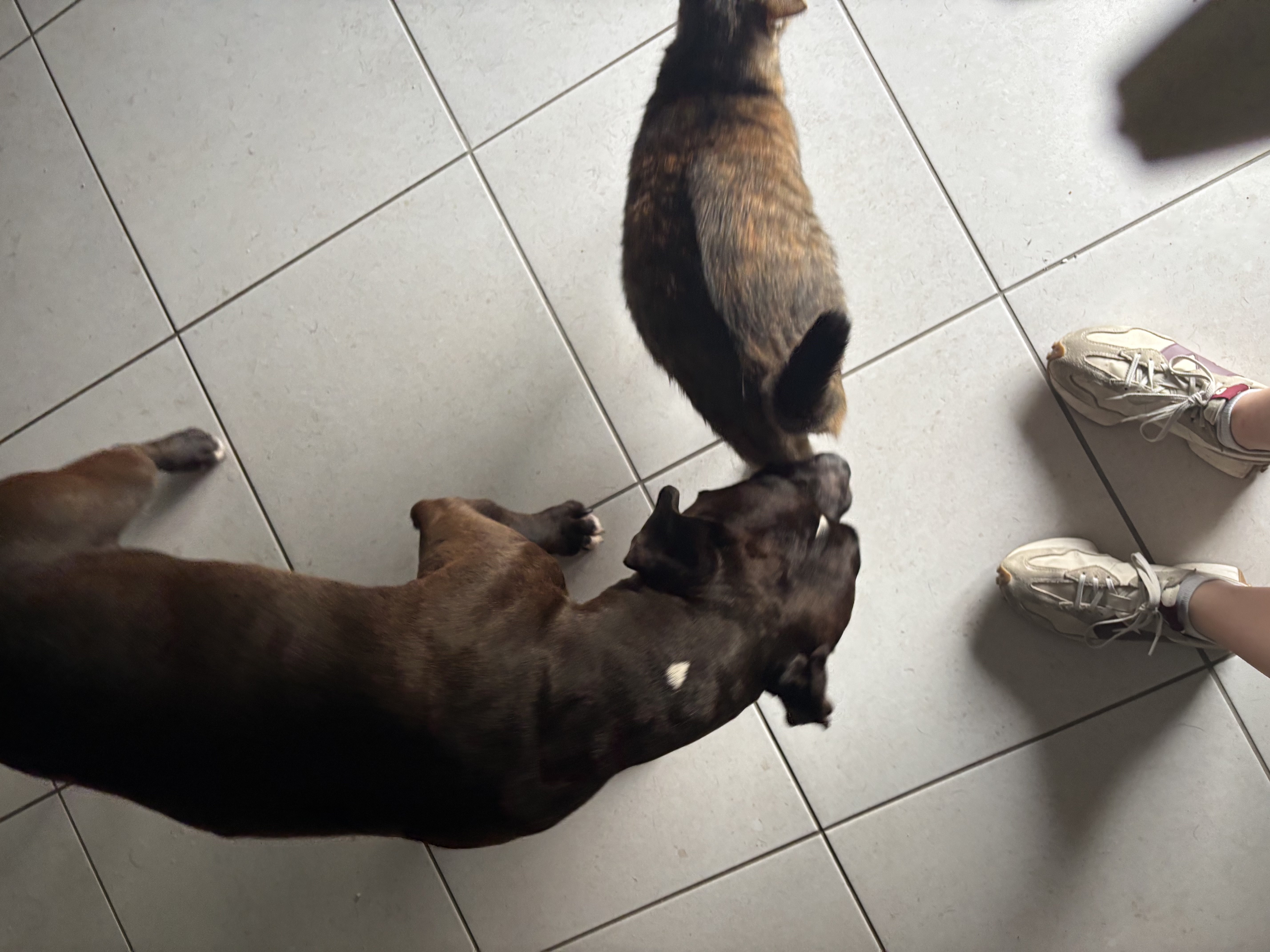 image-7