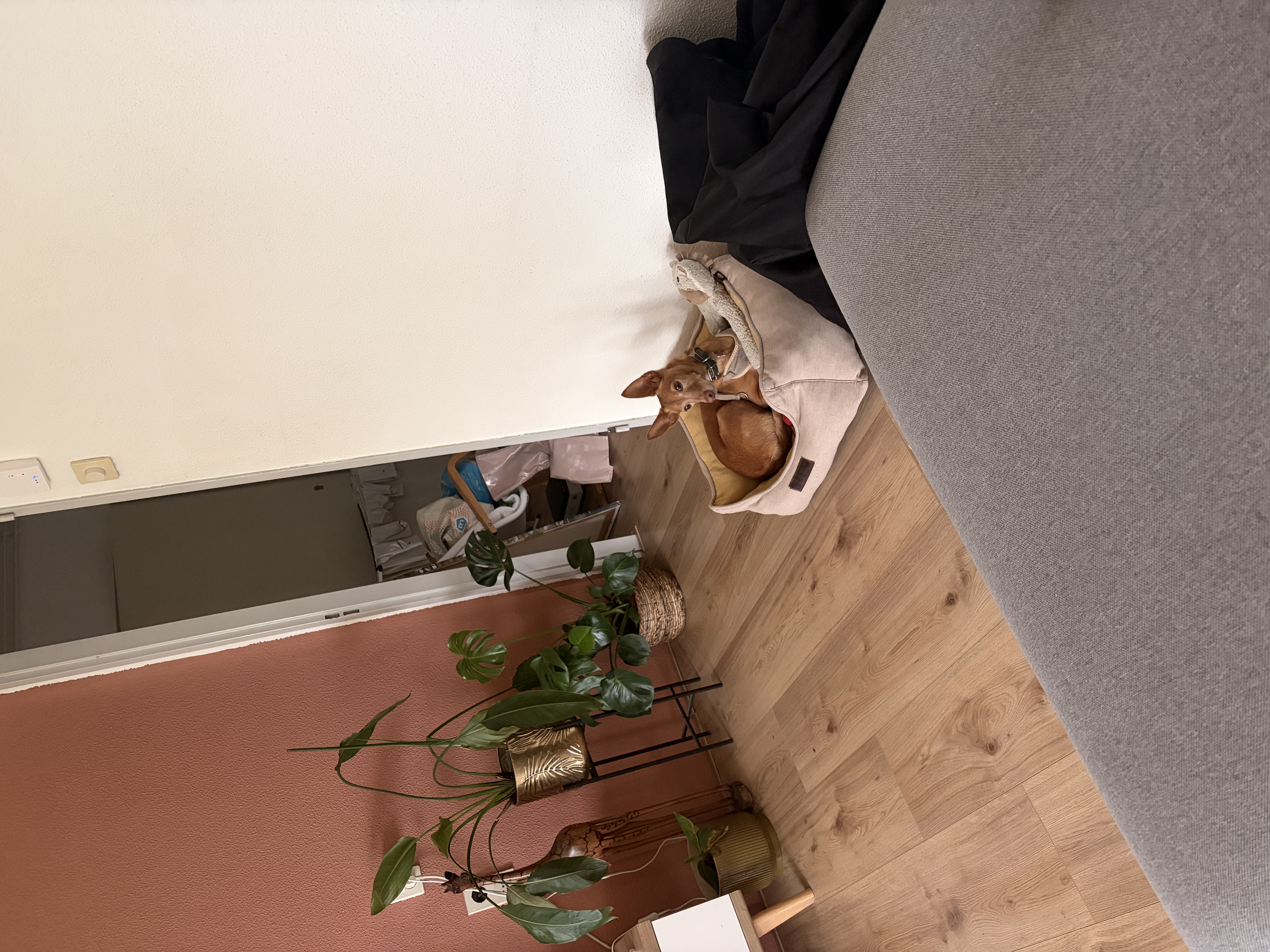 image-7
