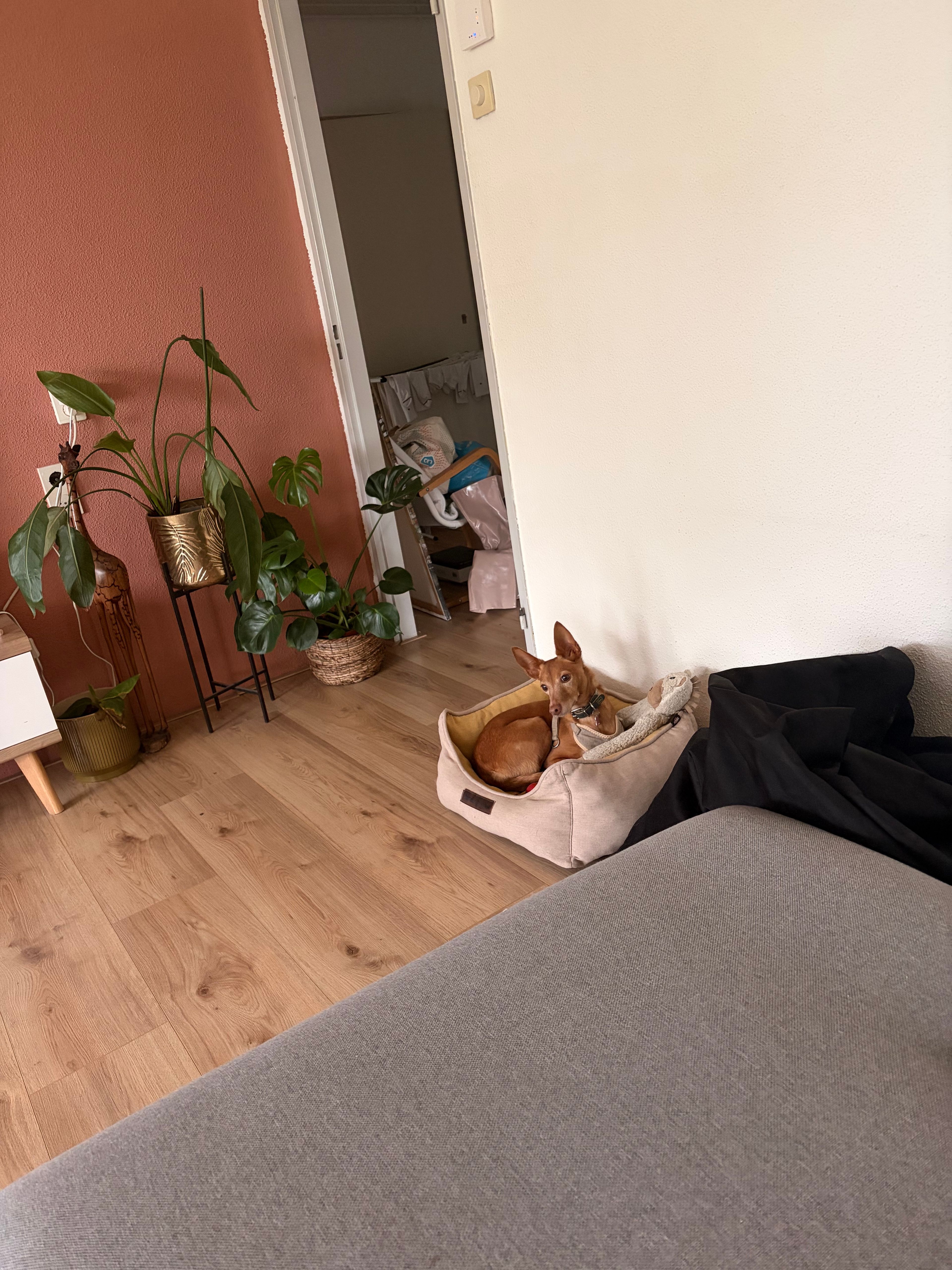 image-7