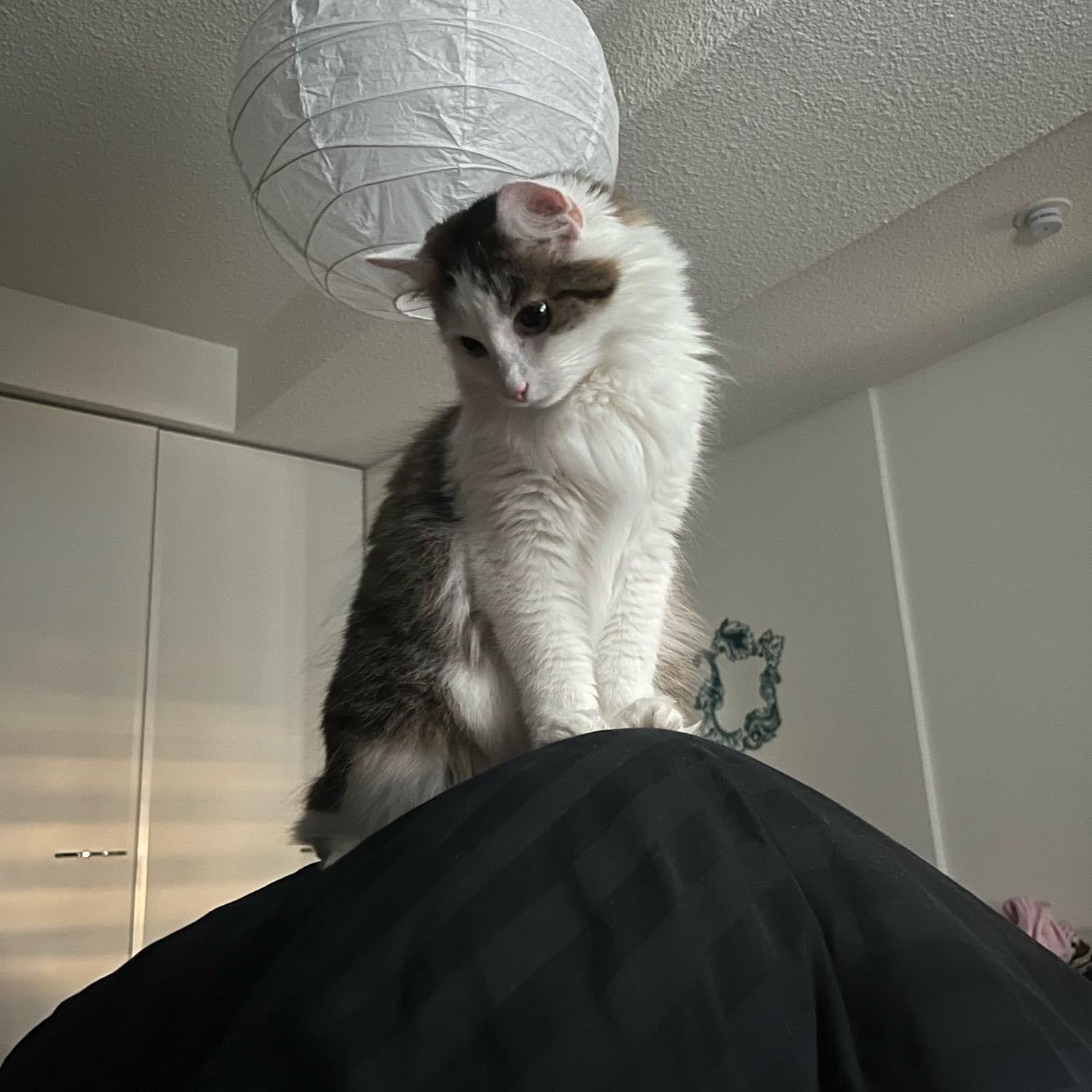 Neo