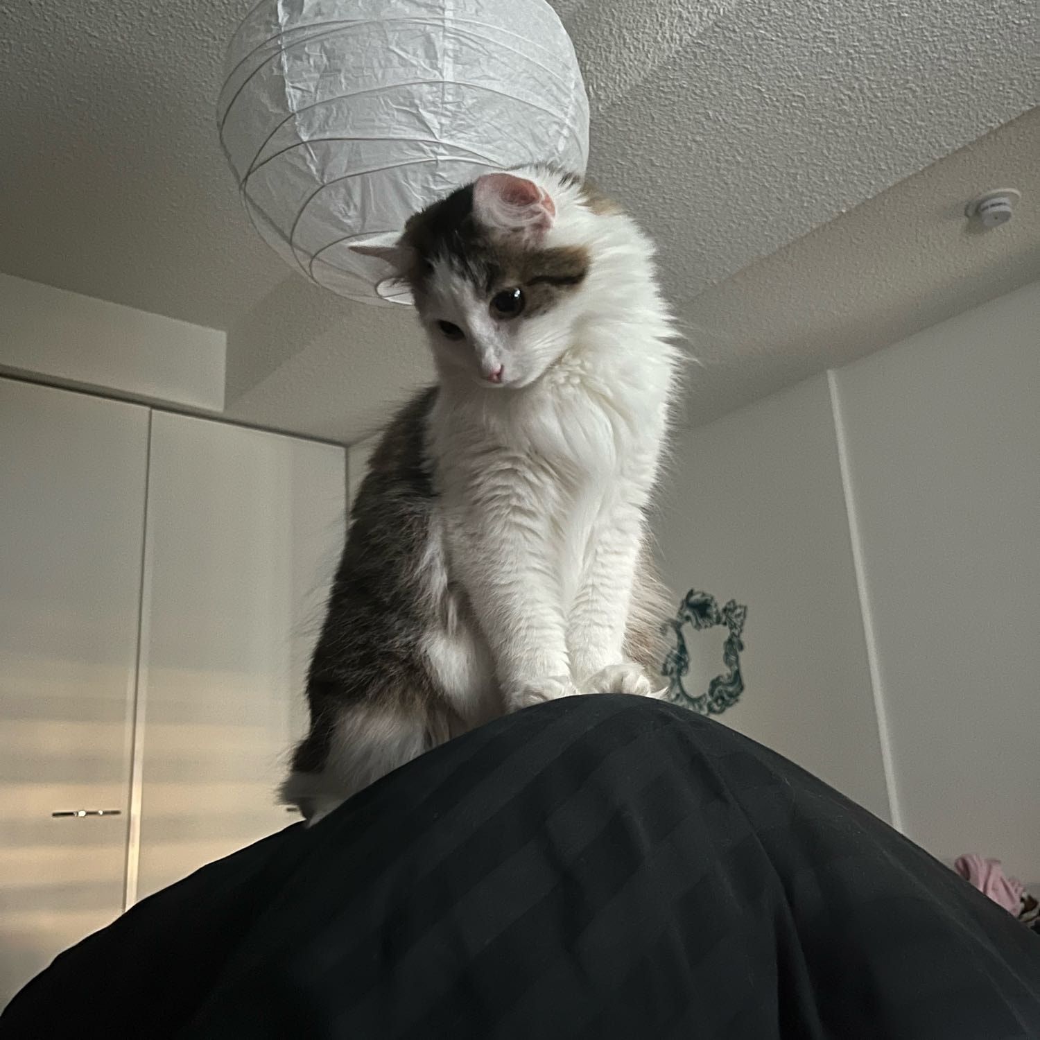 Neo