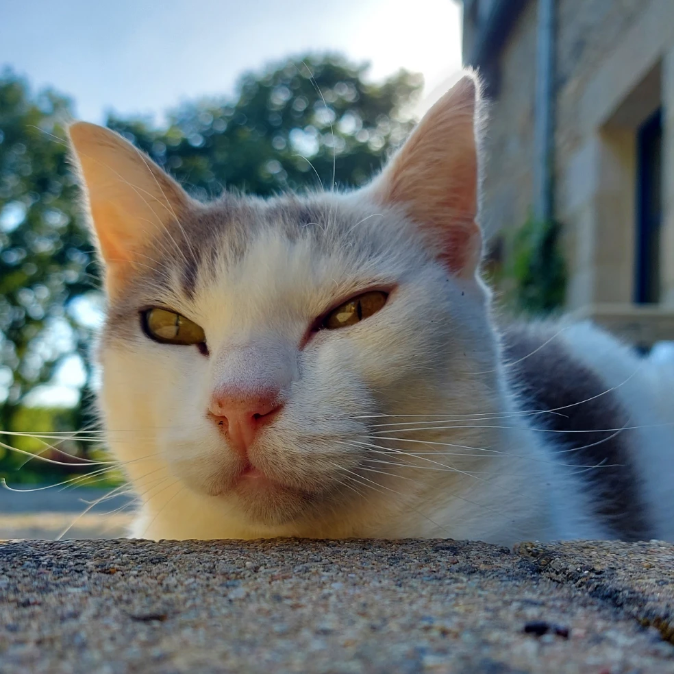 Nougat