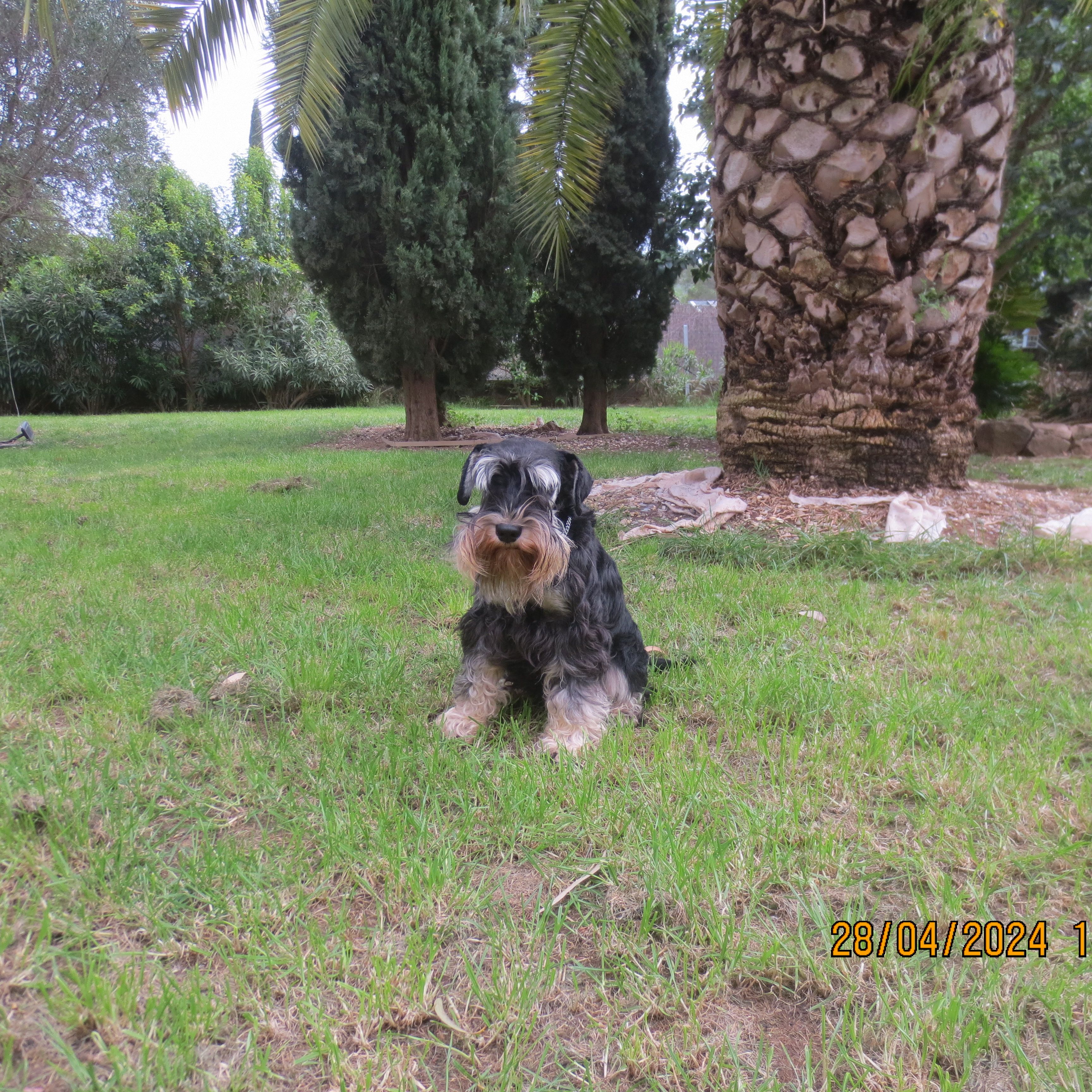 Terry