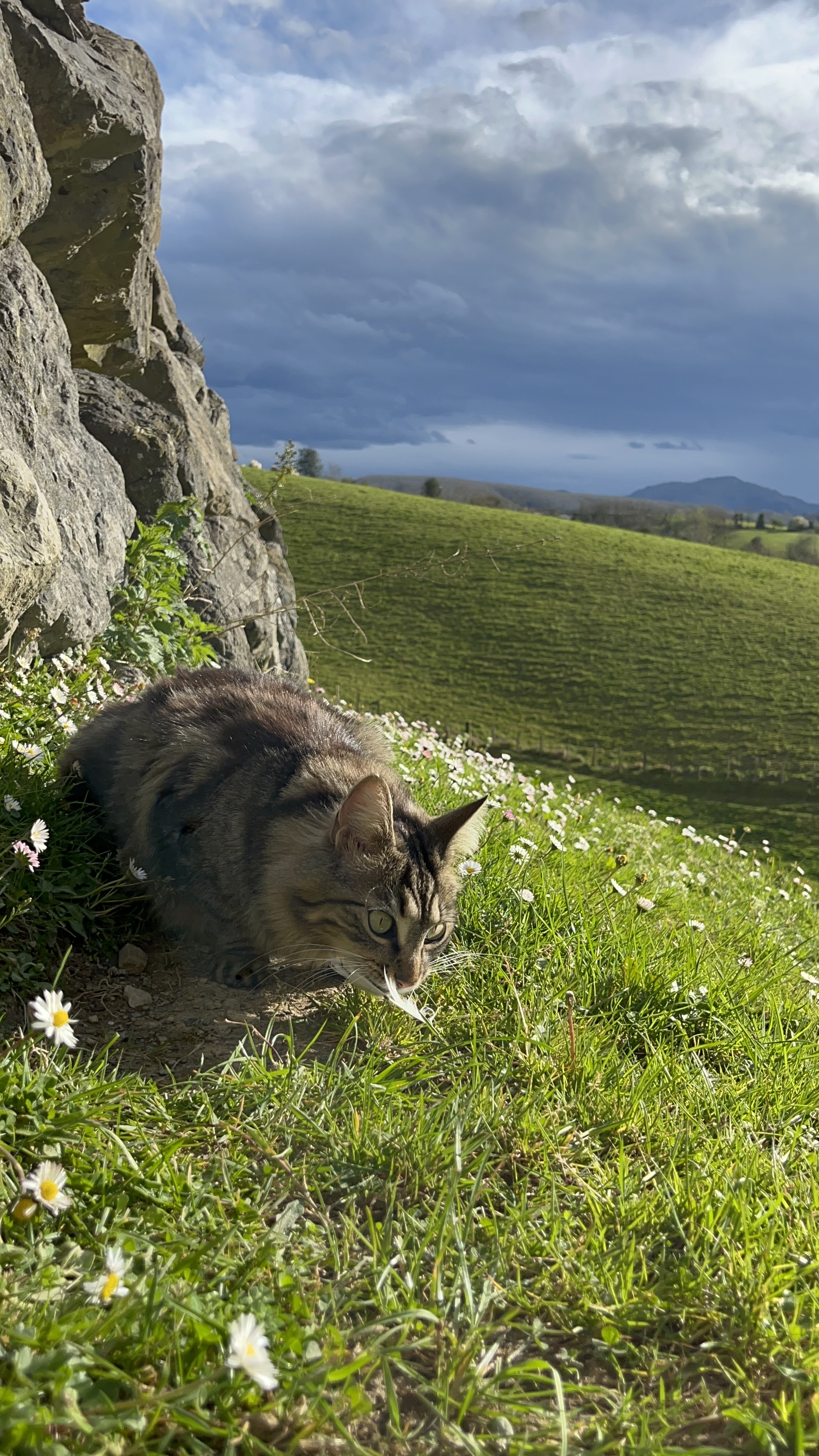 image-5