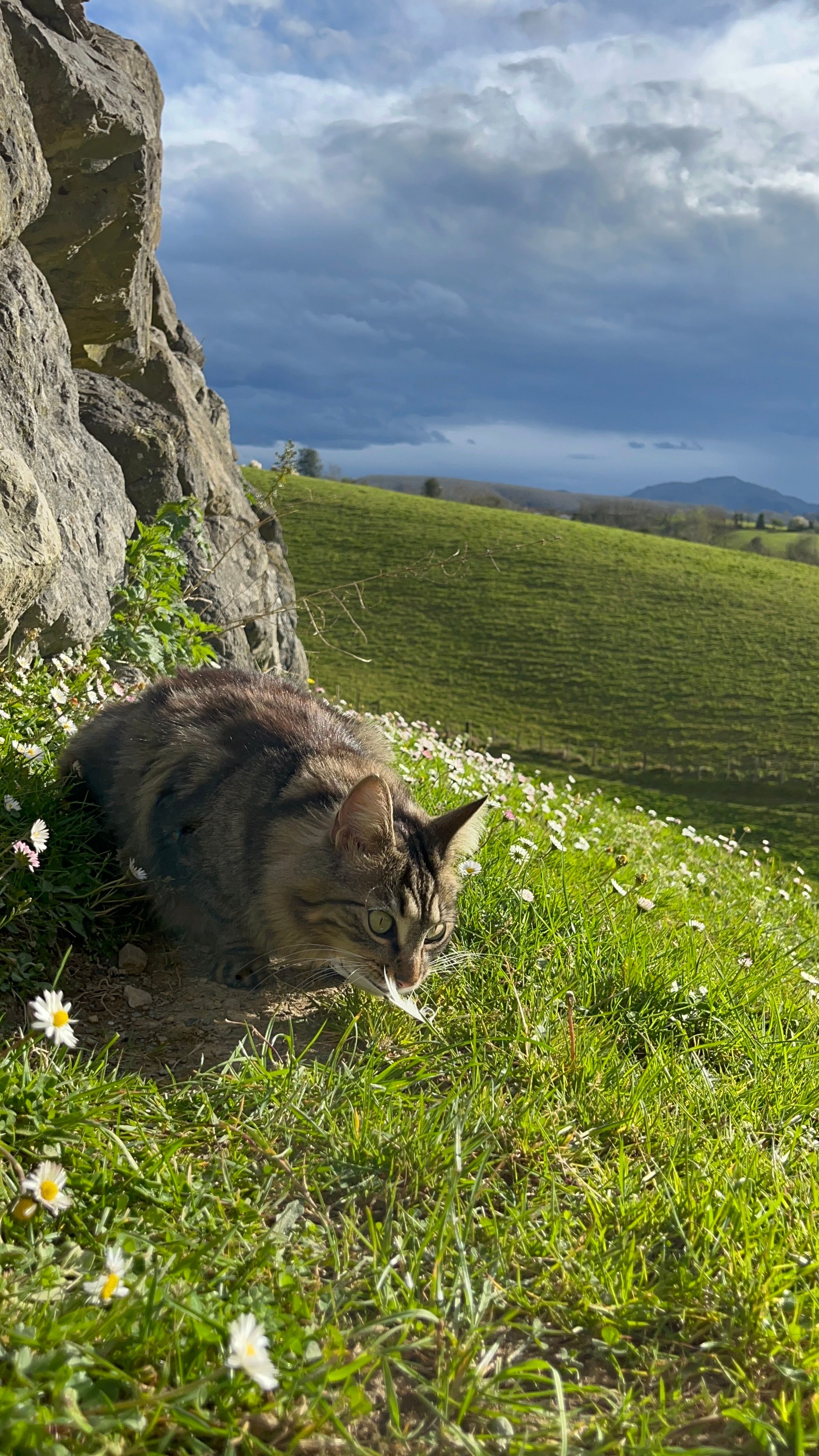 image-5