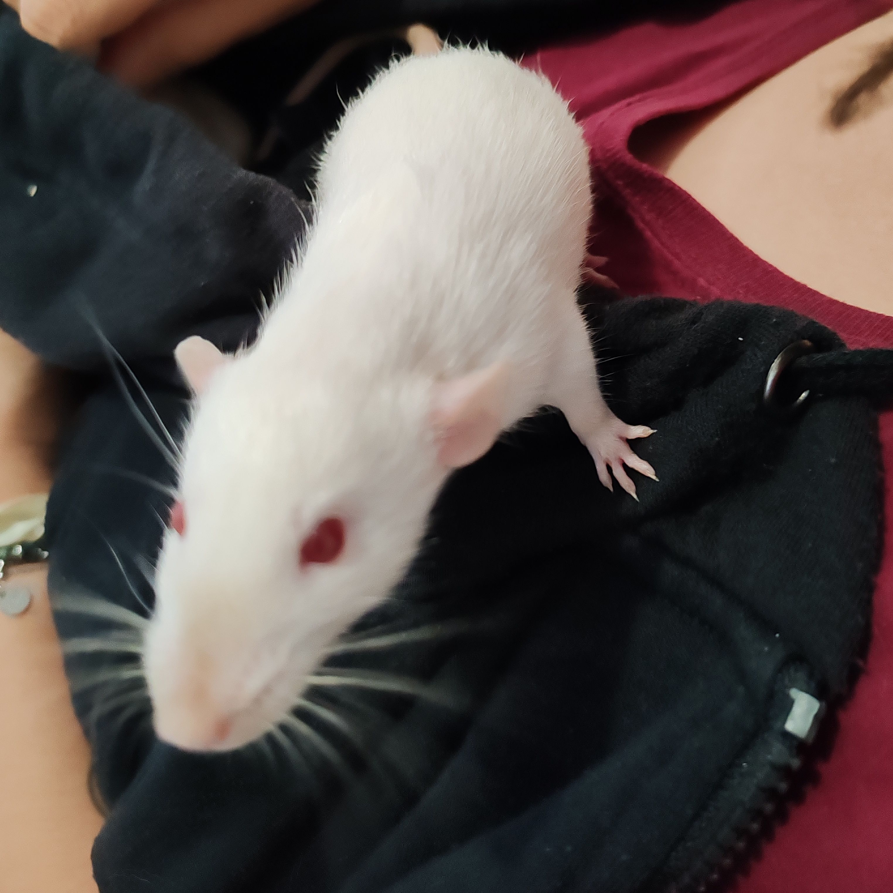 Fievel