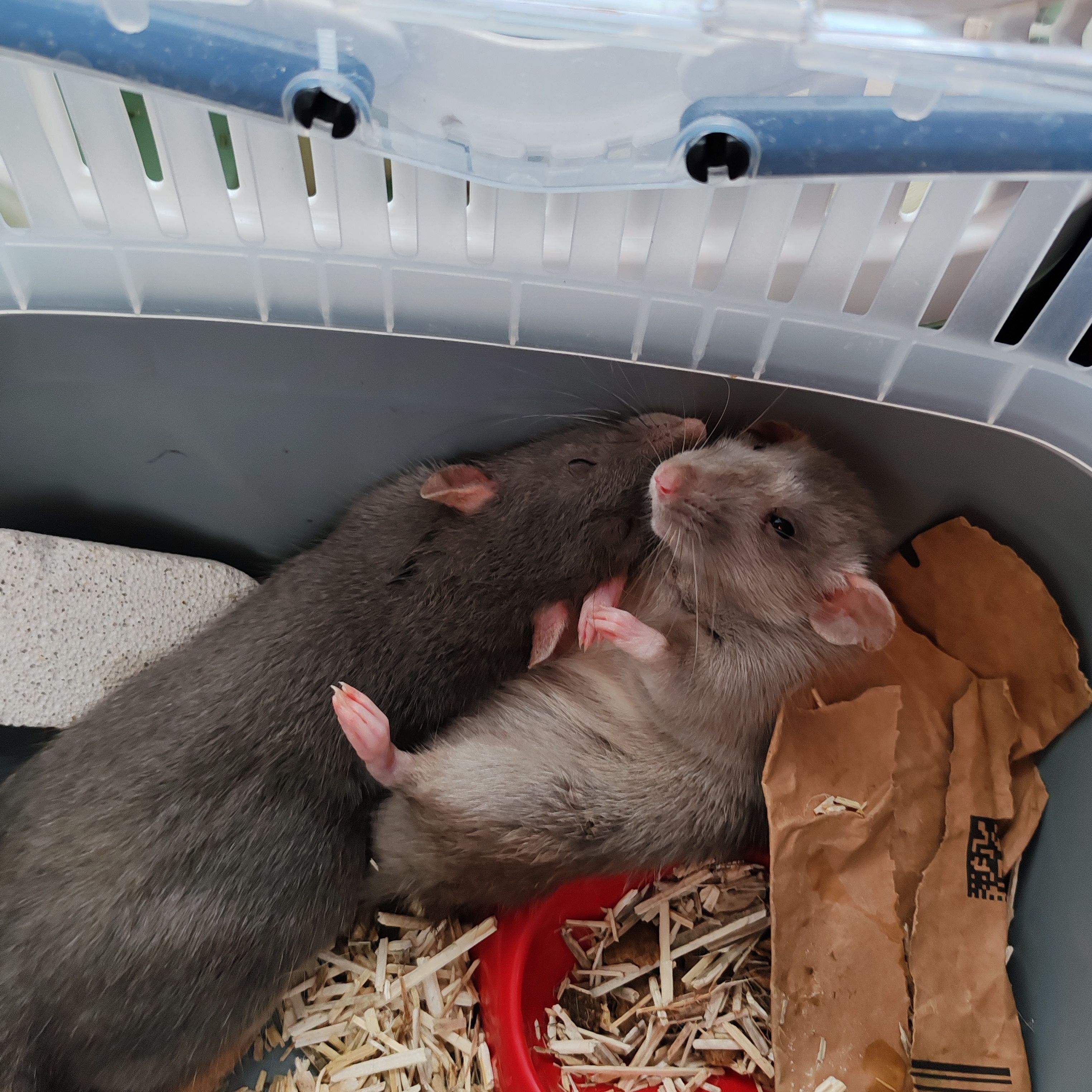 Panna