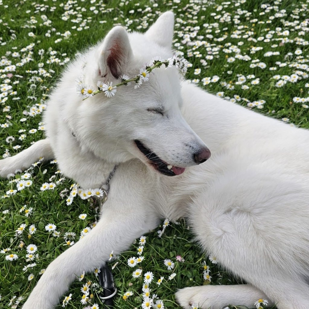 Apollo