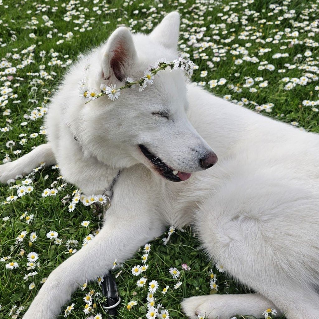Apollo