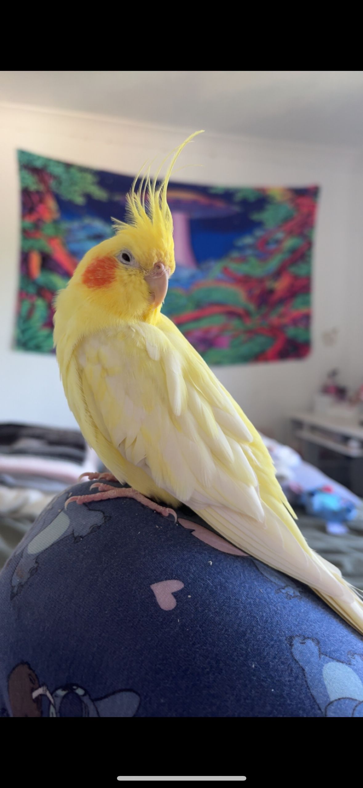 image-12