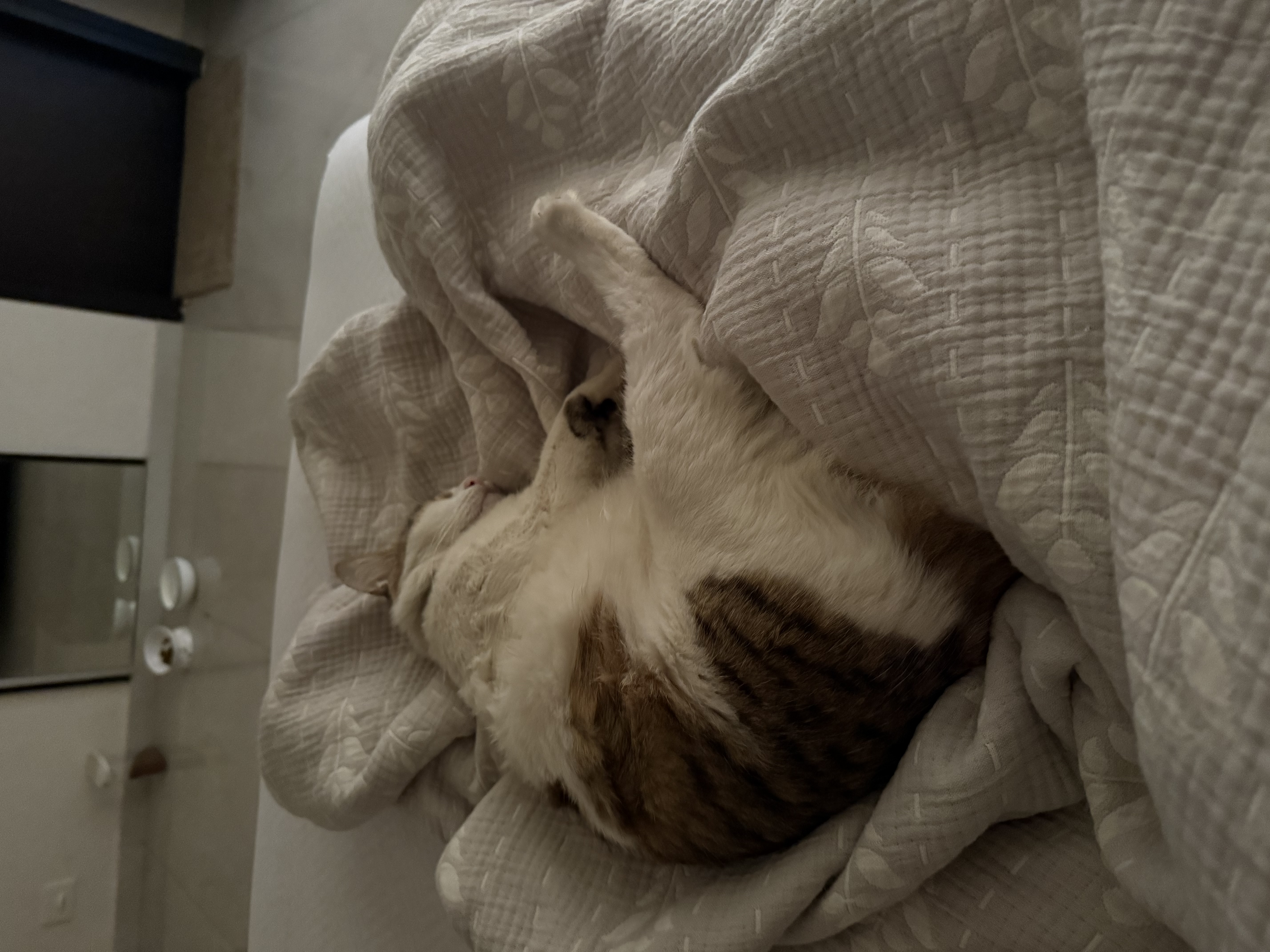image-8