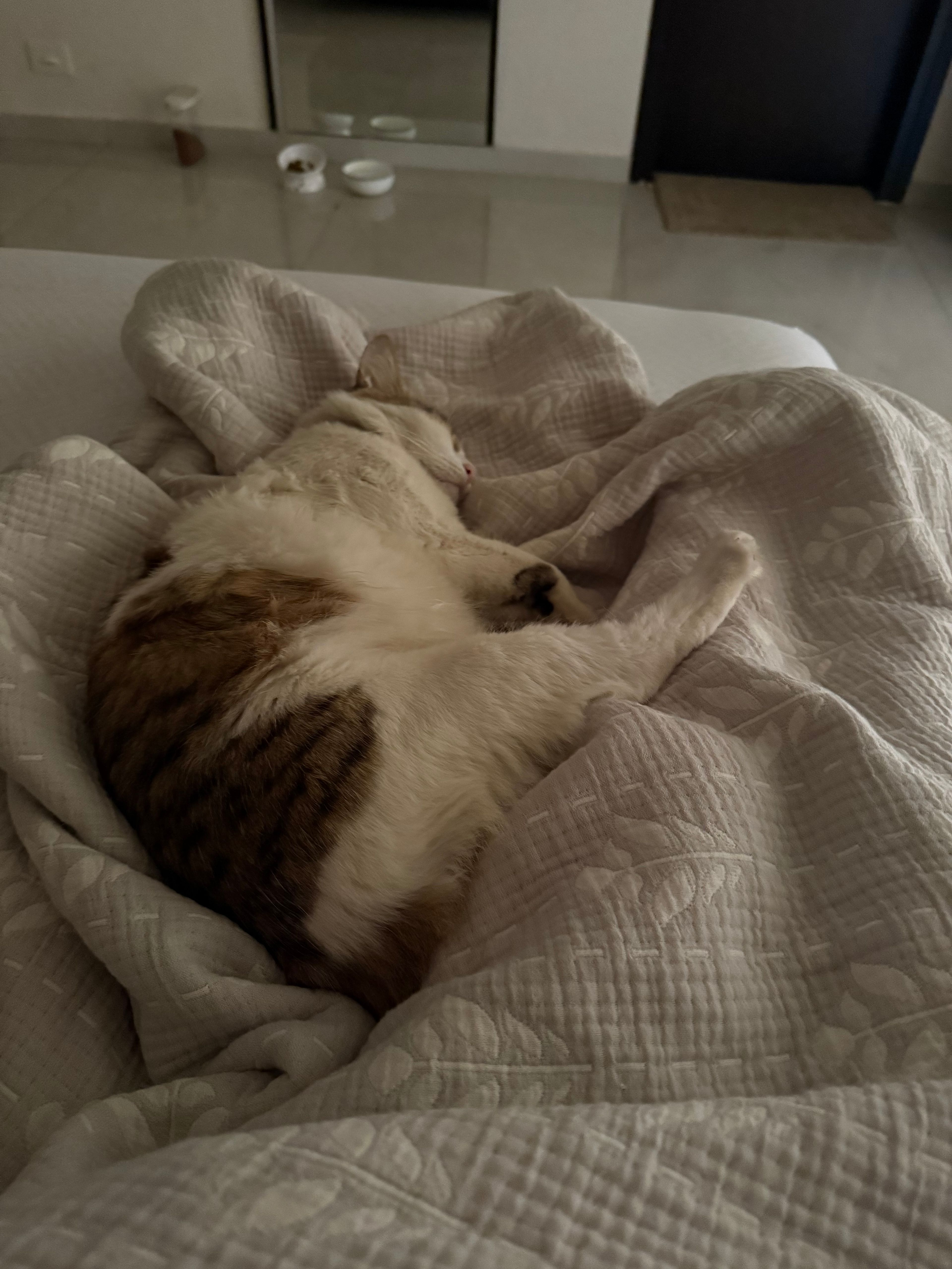image-8