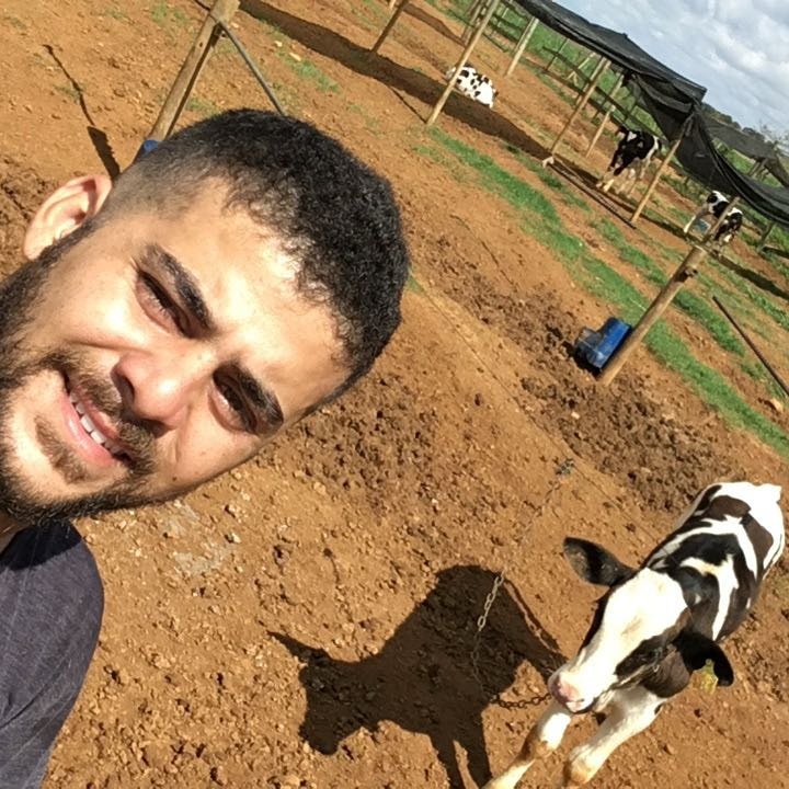vaca