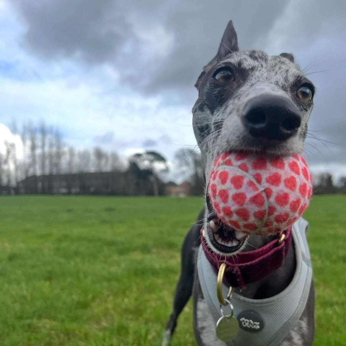 Bóín