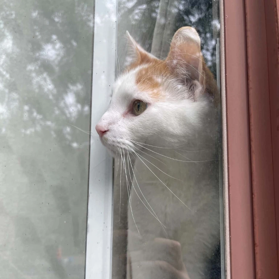 Apollo 