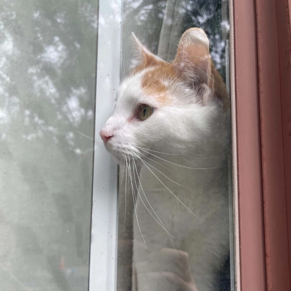 Apollo