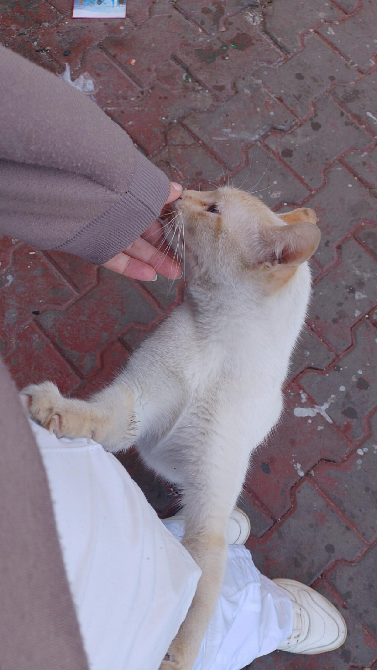 image-7